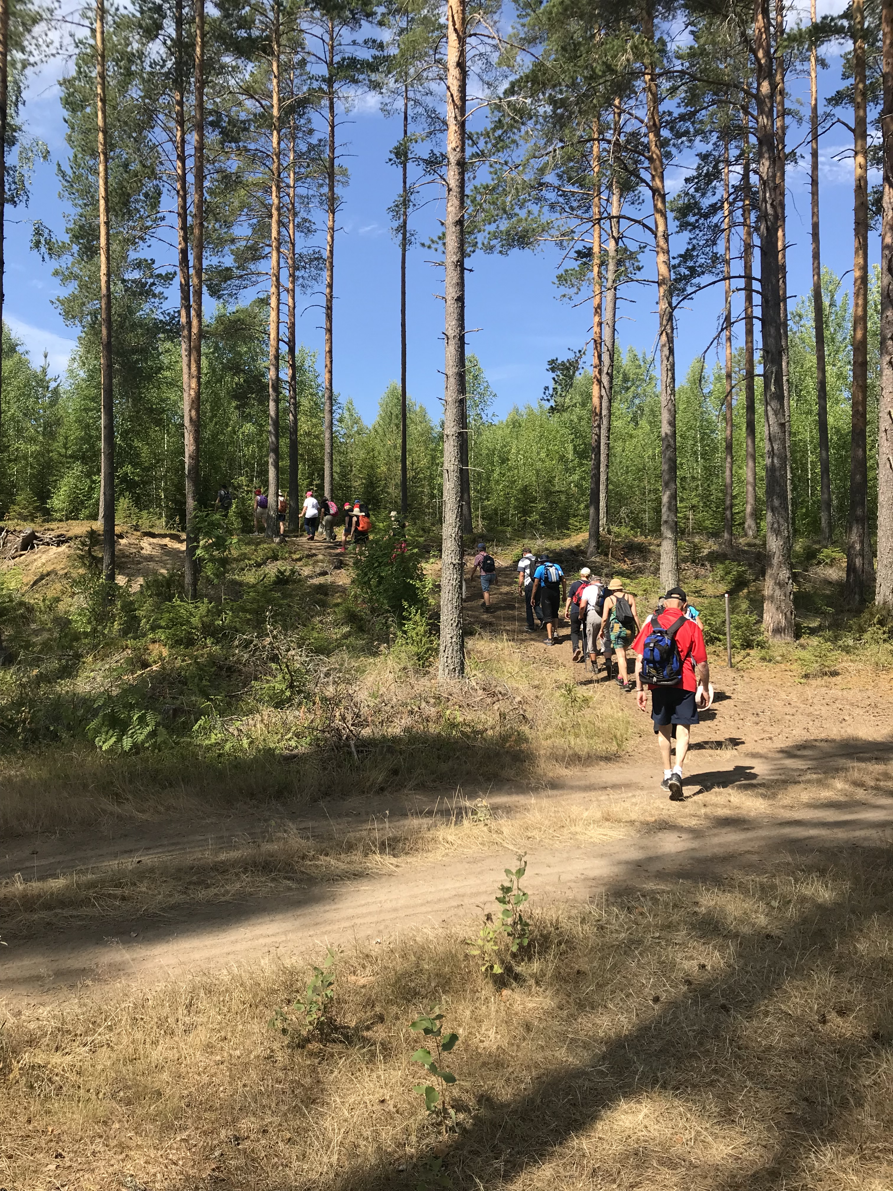 Människor på led går upp för en sandig backe i en skog. De har friluftskläder och ryggsäck.