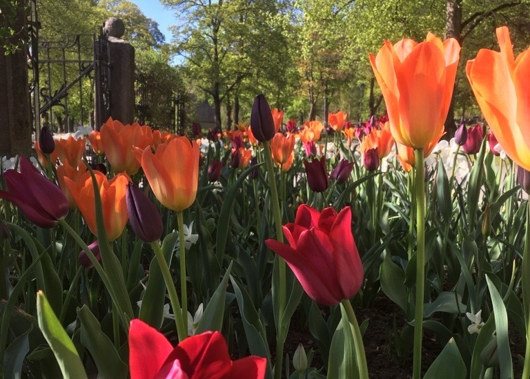 Vår på kyrkogården