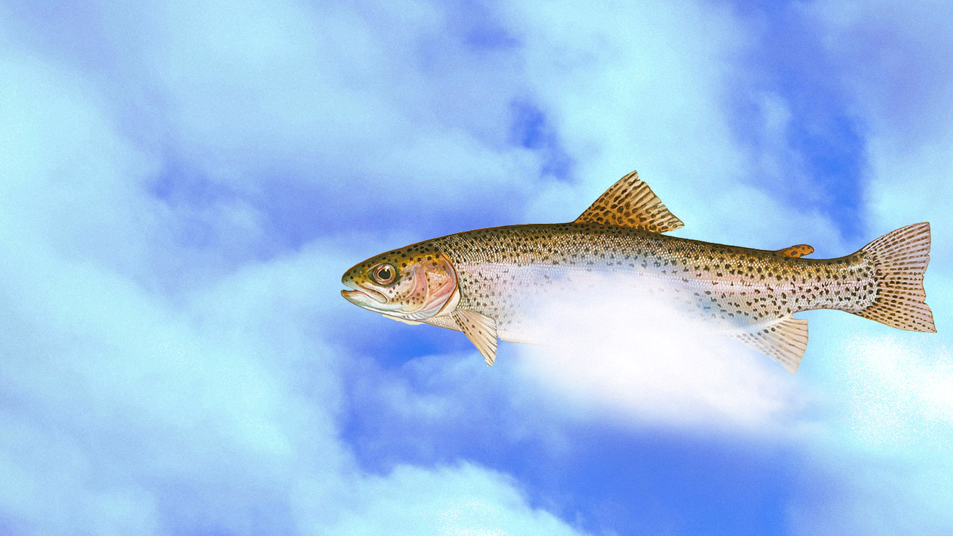 Forell som ser ut att simma bland moln.