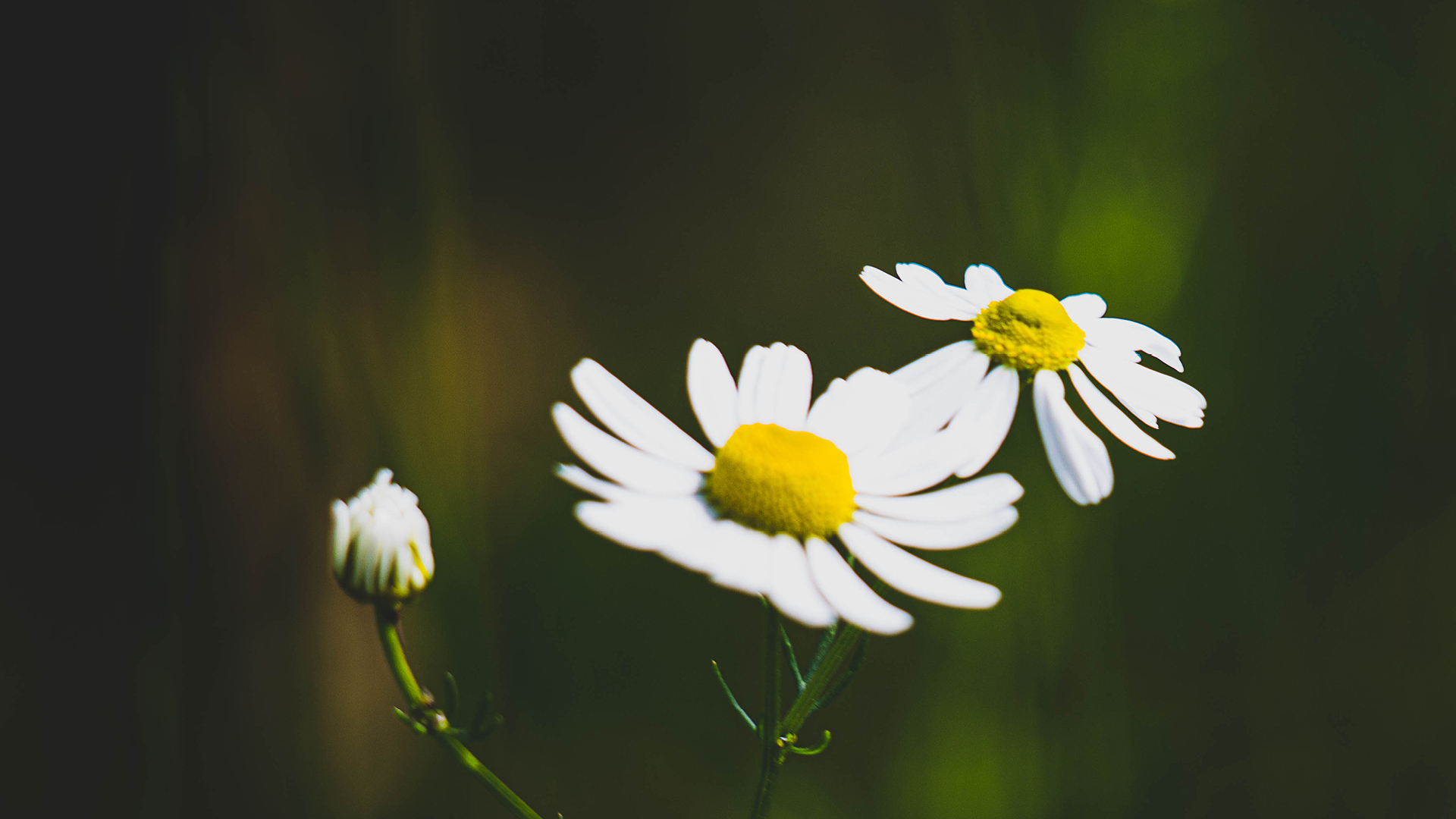 Prästkragar mot en suddig grönska.