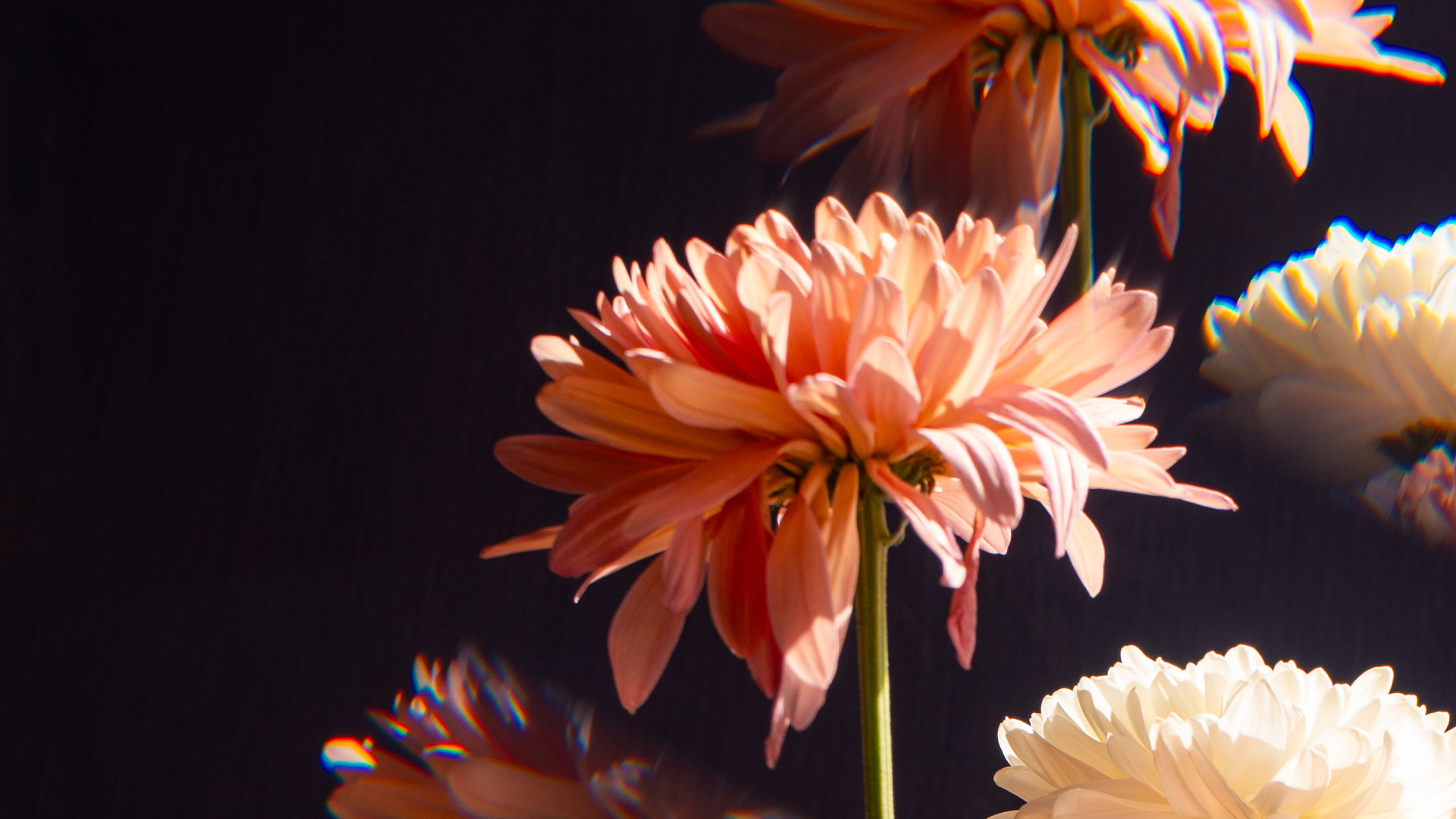 Färgglada växter mot en svart bakgrund.