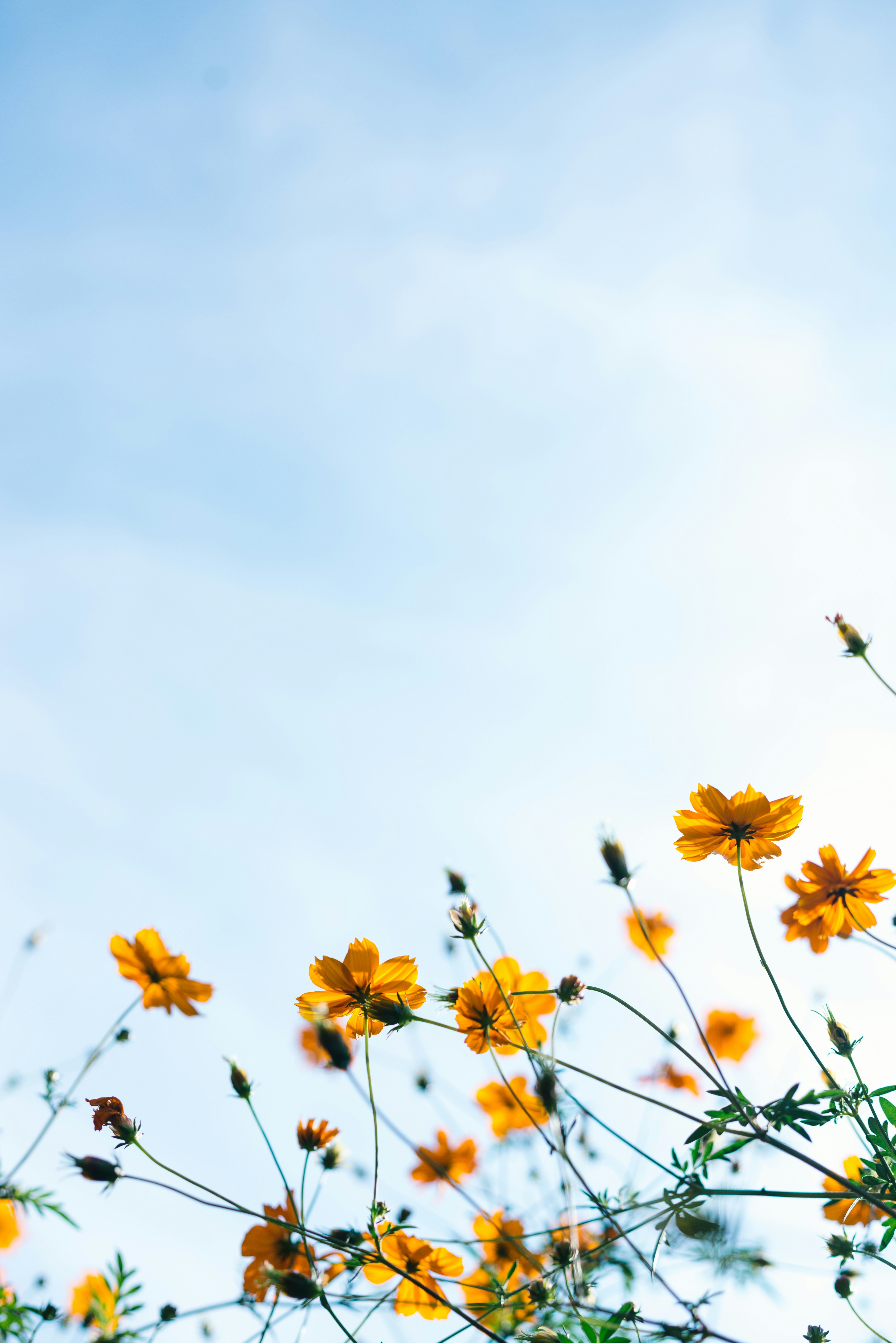 gula somriga blommor mot blå himmel