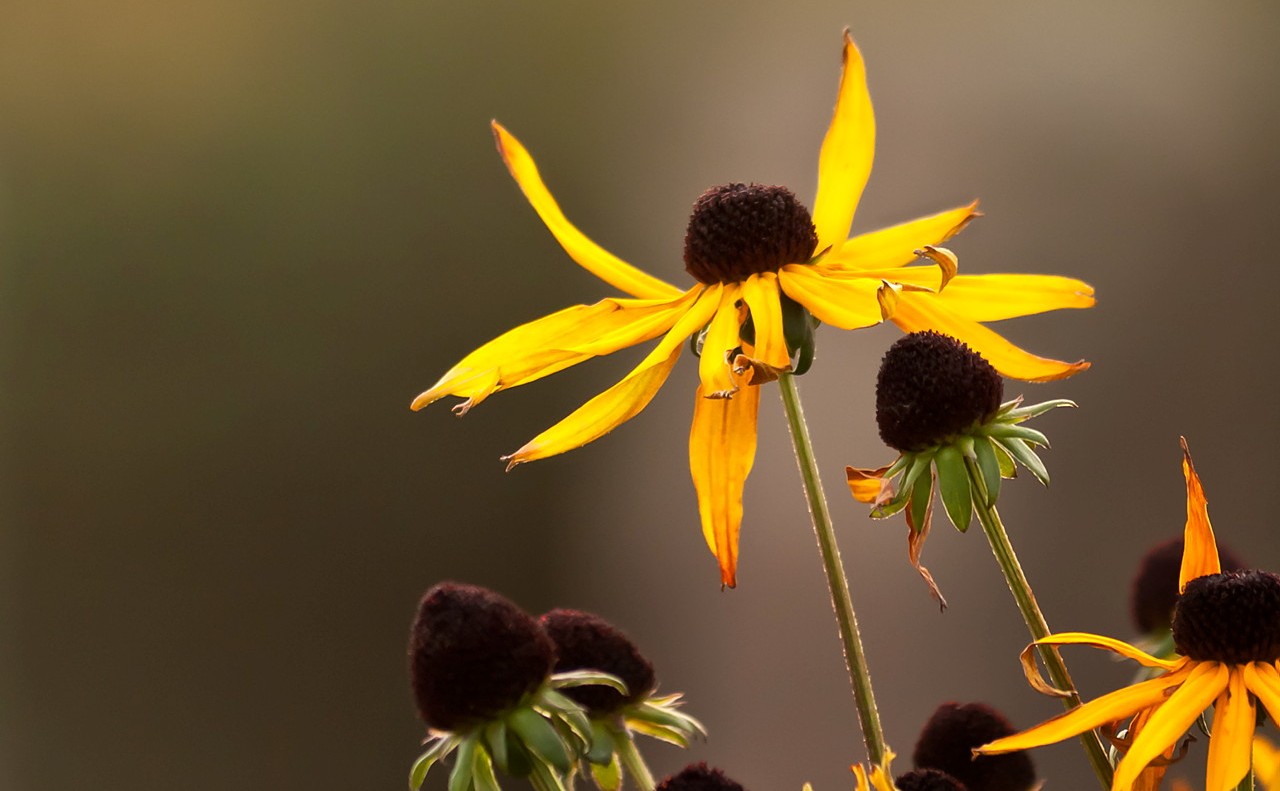 Blomblad som sträcker sig mot himlen