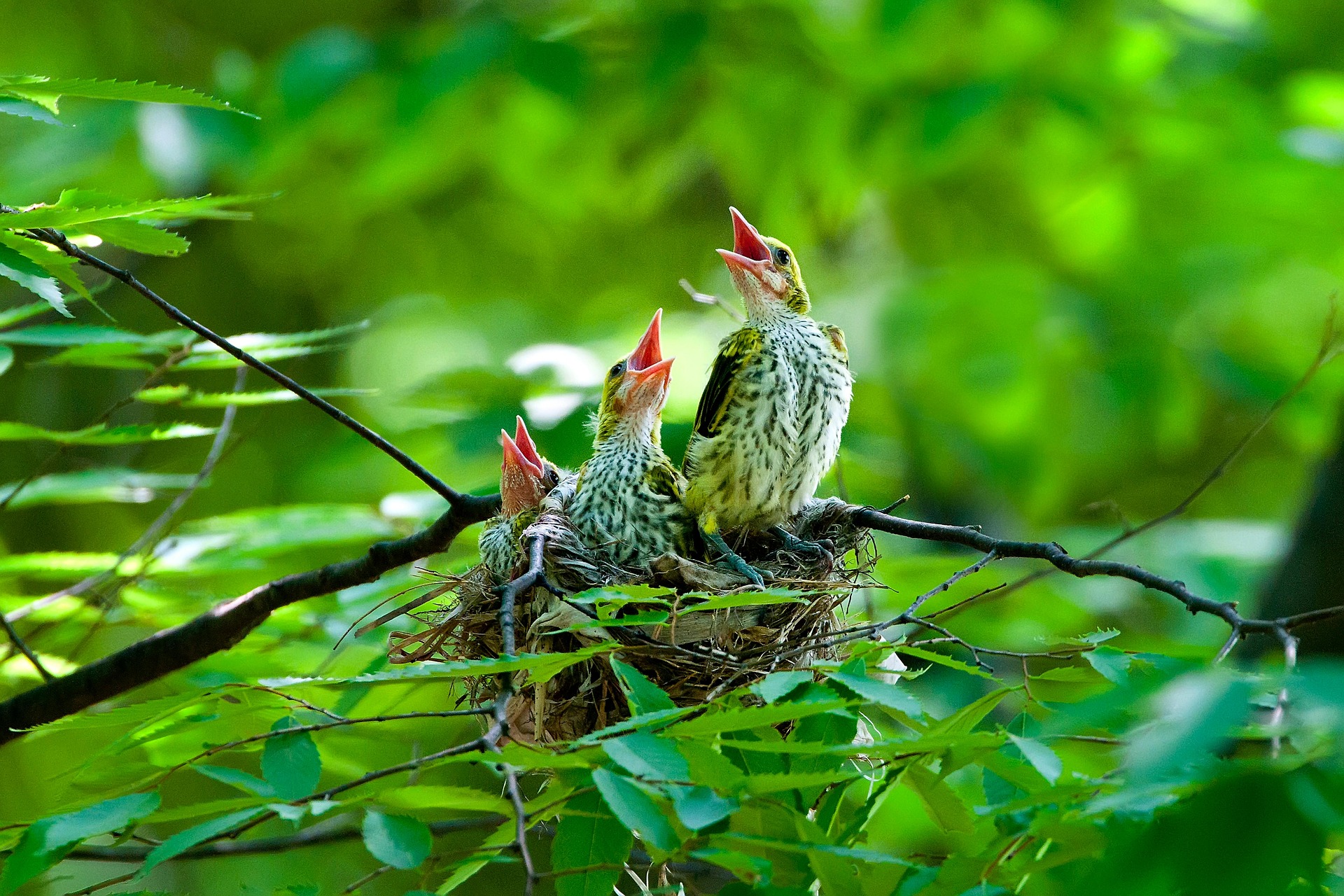 Fågelungar som gapar - eller sjunger - i ett fågelbo