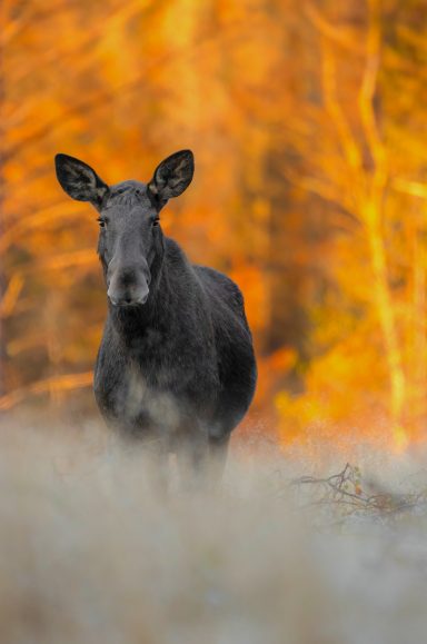 En älg i vackert morgonljus