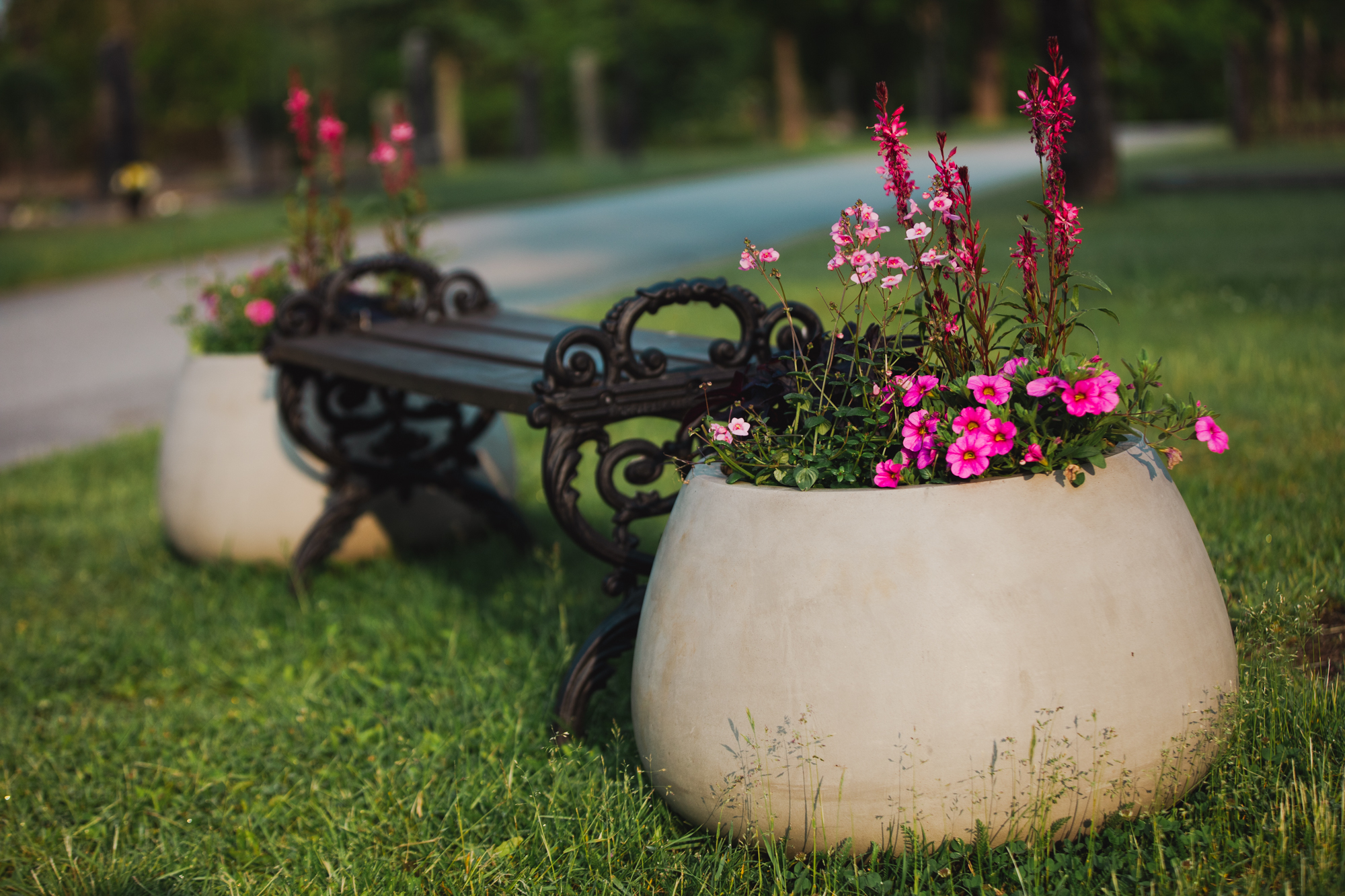 Bänk på kyrkogården med rosa blommor i cementkrukor på vardera sida. 