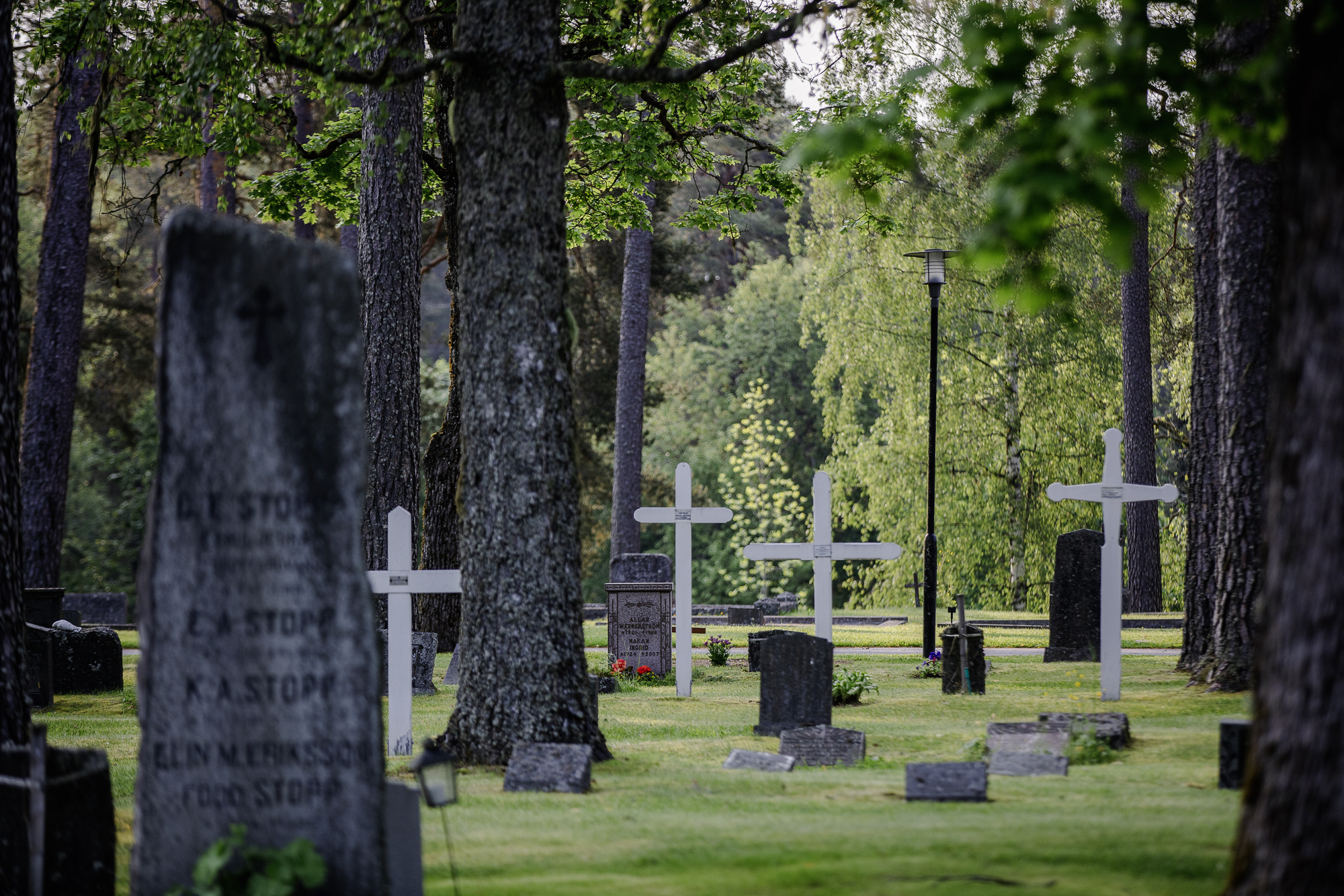 Kyrkogård med träd, gravstenar och vita kors. Högsommar. 
