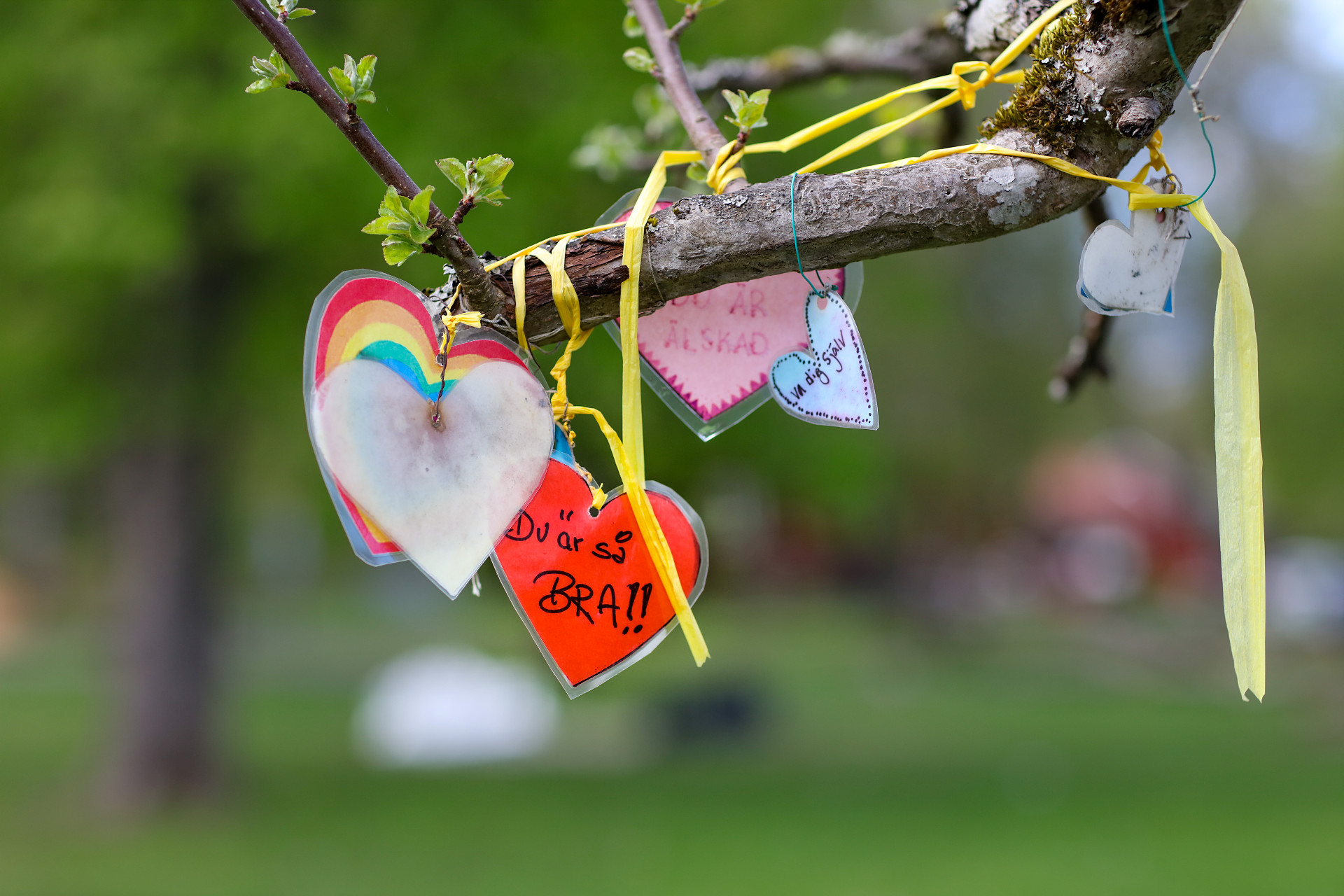 Hjärta med texten "du är så bra". är upphängt i ett träd tillsammans med många fler hjärtan. 