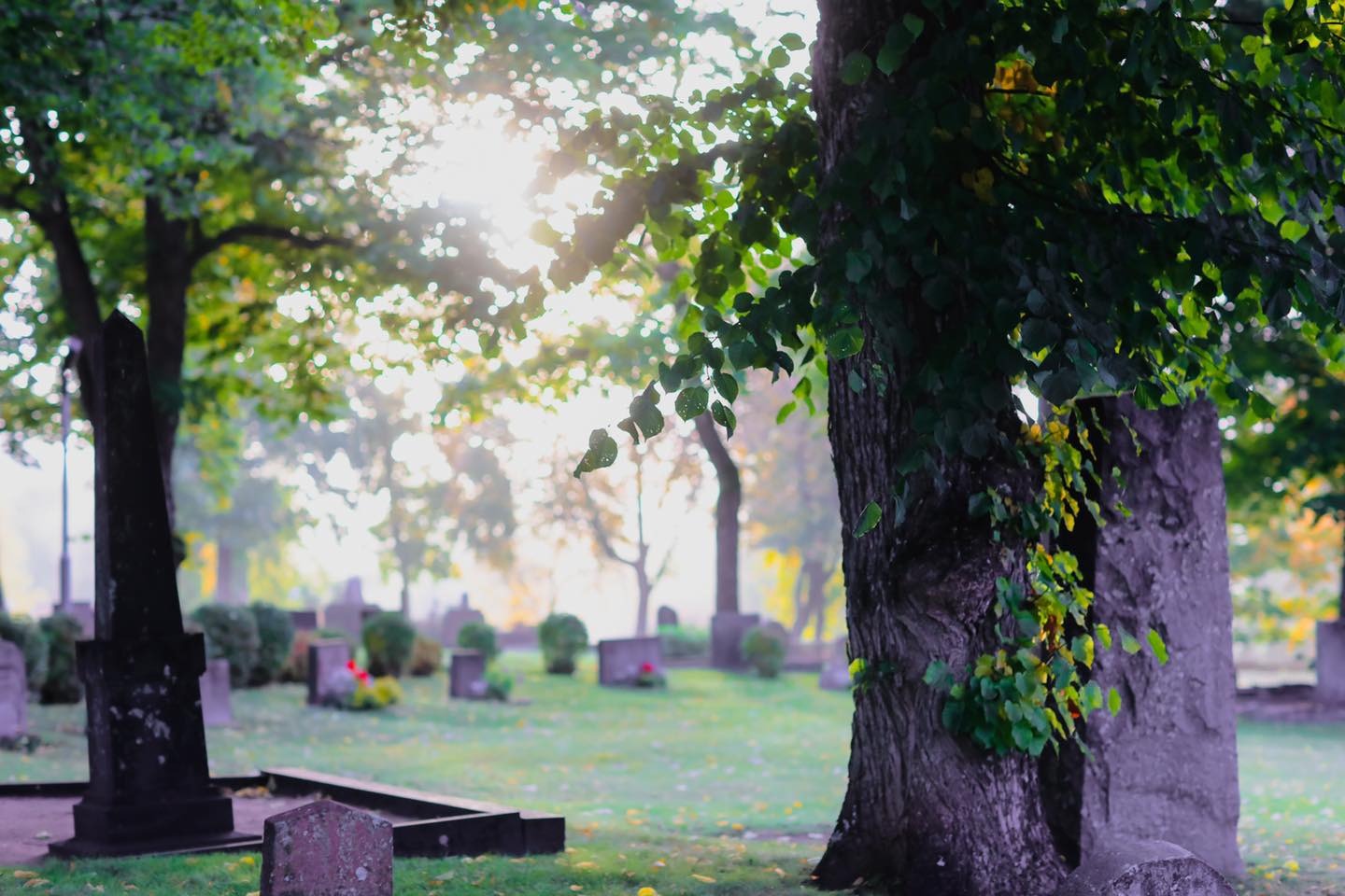 Kyrkogård med träd och gravstenar. Morgonsol skiner in. 