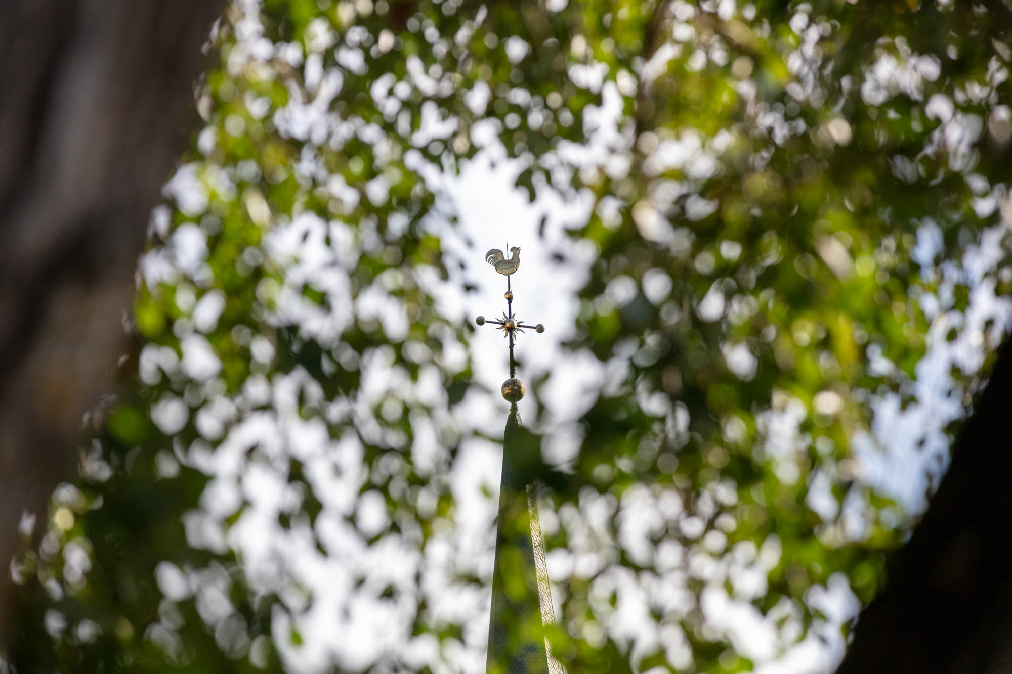 En kyrktupp syns i guld genom en trädkrona med gröna löv. 