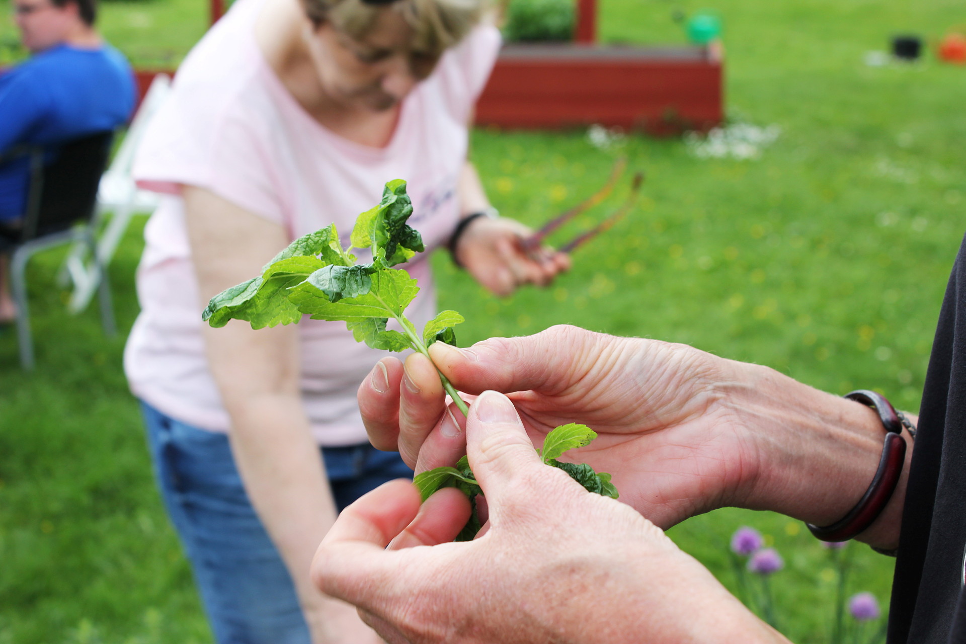 En hand håller en planta