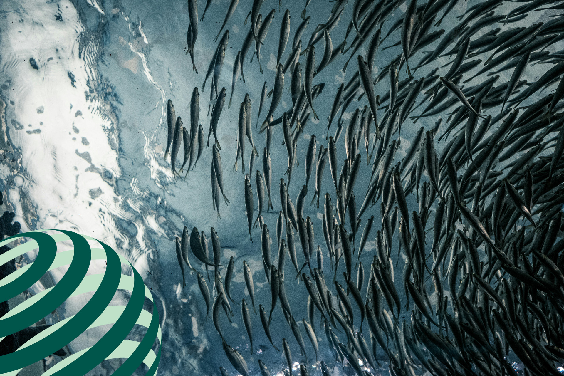 fiskstim i havet