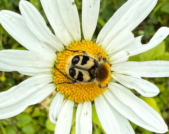 Humlebaggen är en vacker skalbagge som gärna besöker blommor. Här ses en på prästkrage vid Storkällans begravningsplats.