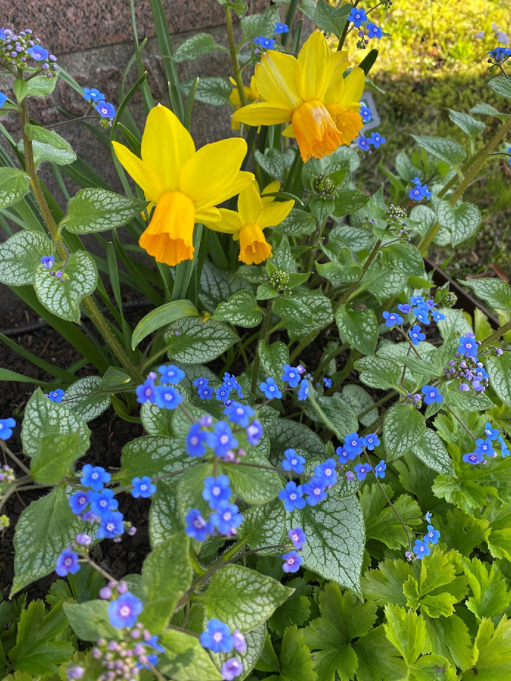 Försommarbild på Blommande blå Kaukasisk Förgetmigej, gullgröna och Narciss Jet Fire som blommar i gulorange.