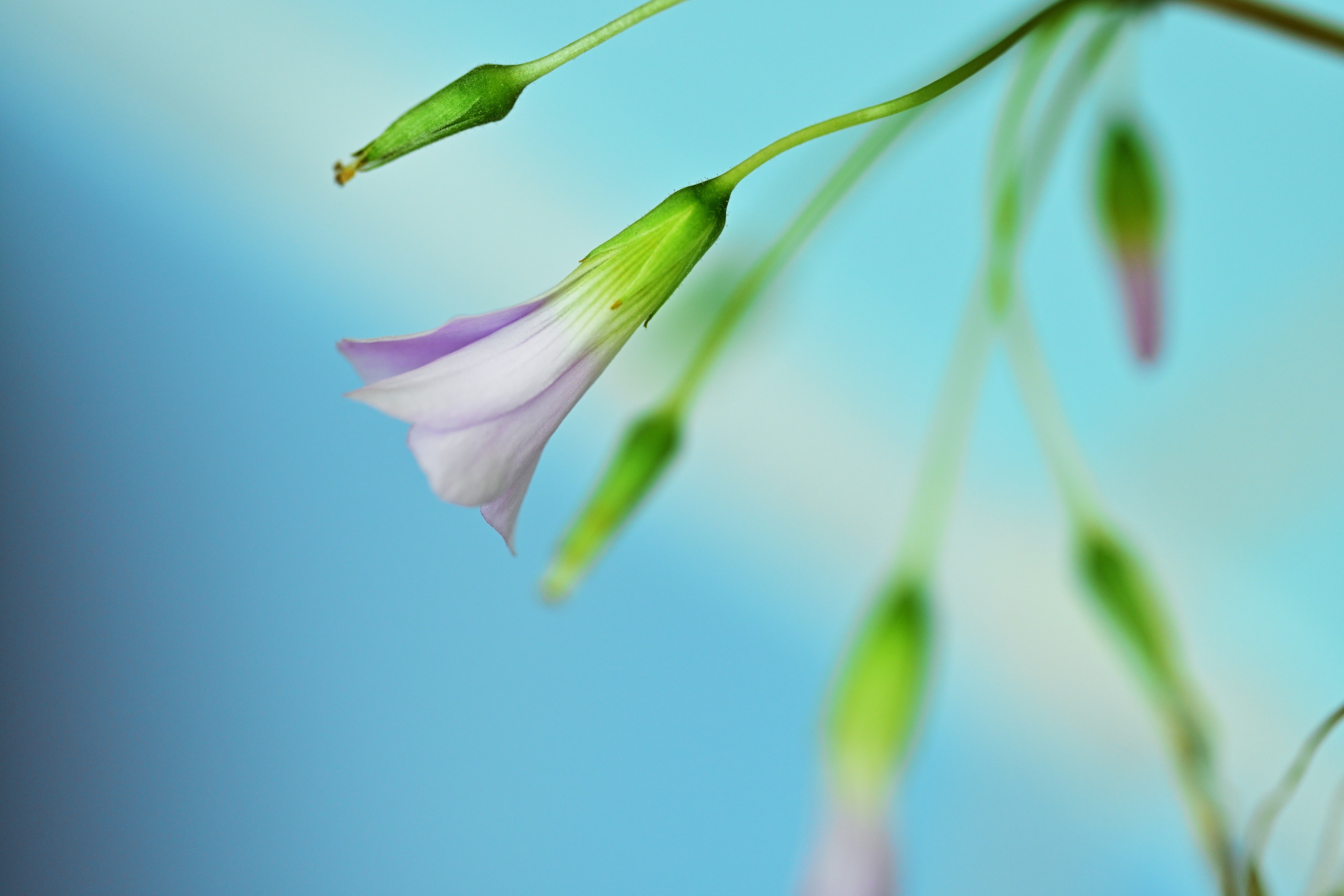 blomma