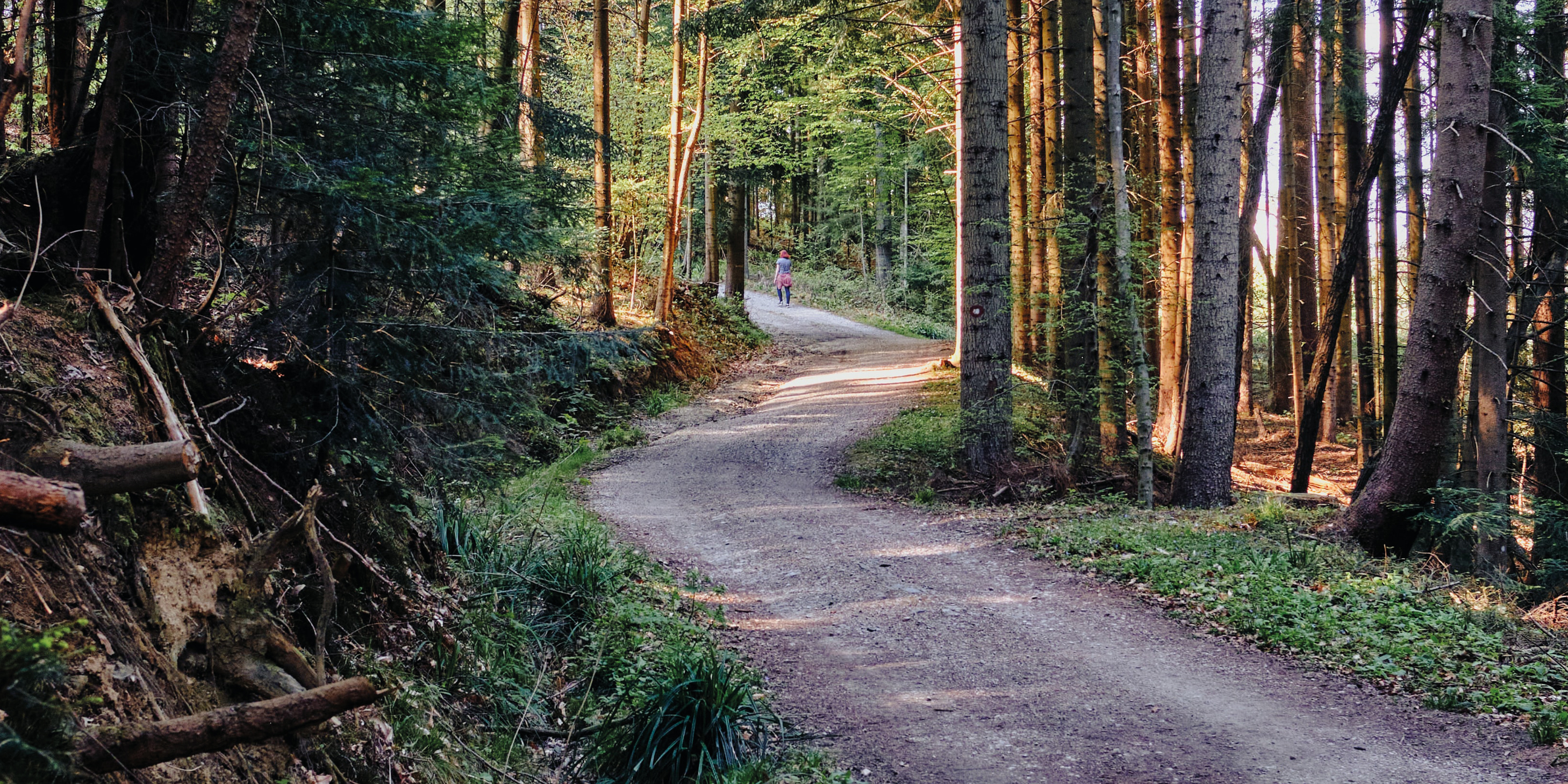 Bild på stig i skogen till pilgrimsvandring