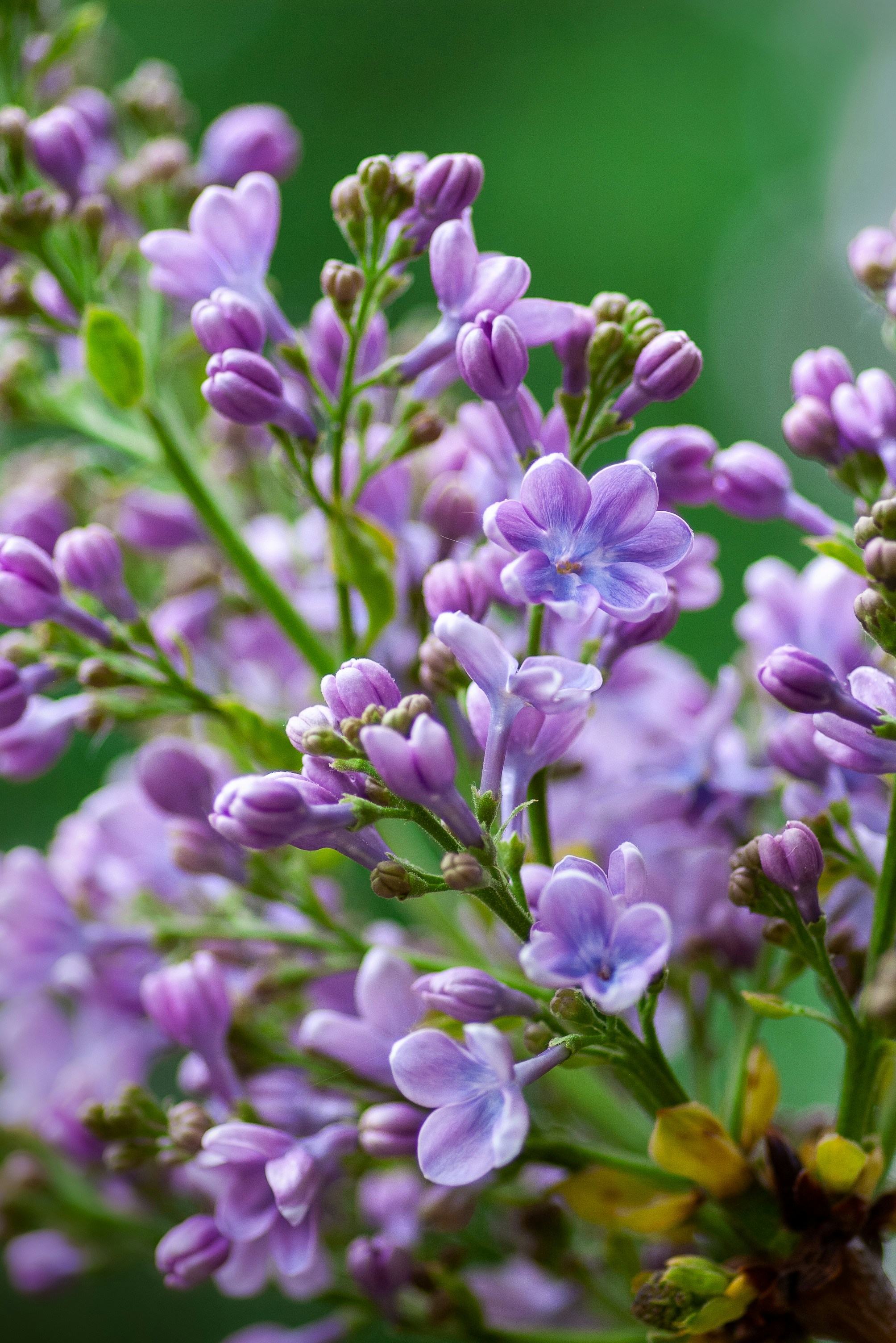 syrénblomma