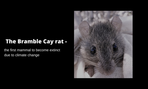 Bramble Cay-råttan har utrotats på grund av klimatförändringarna.