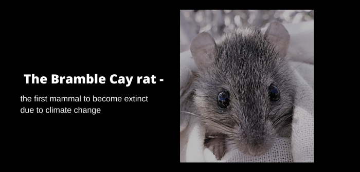 Bramble Cay-råttan har utrotats på grund av klimatförändringarna.