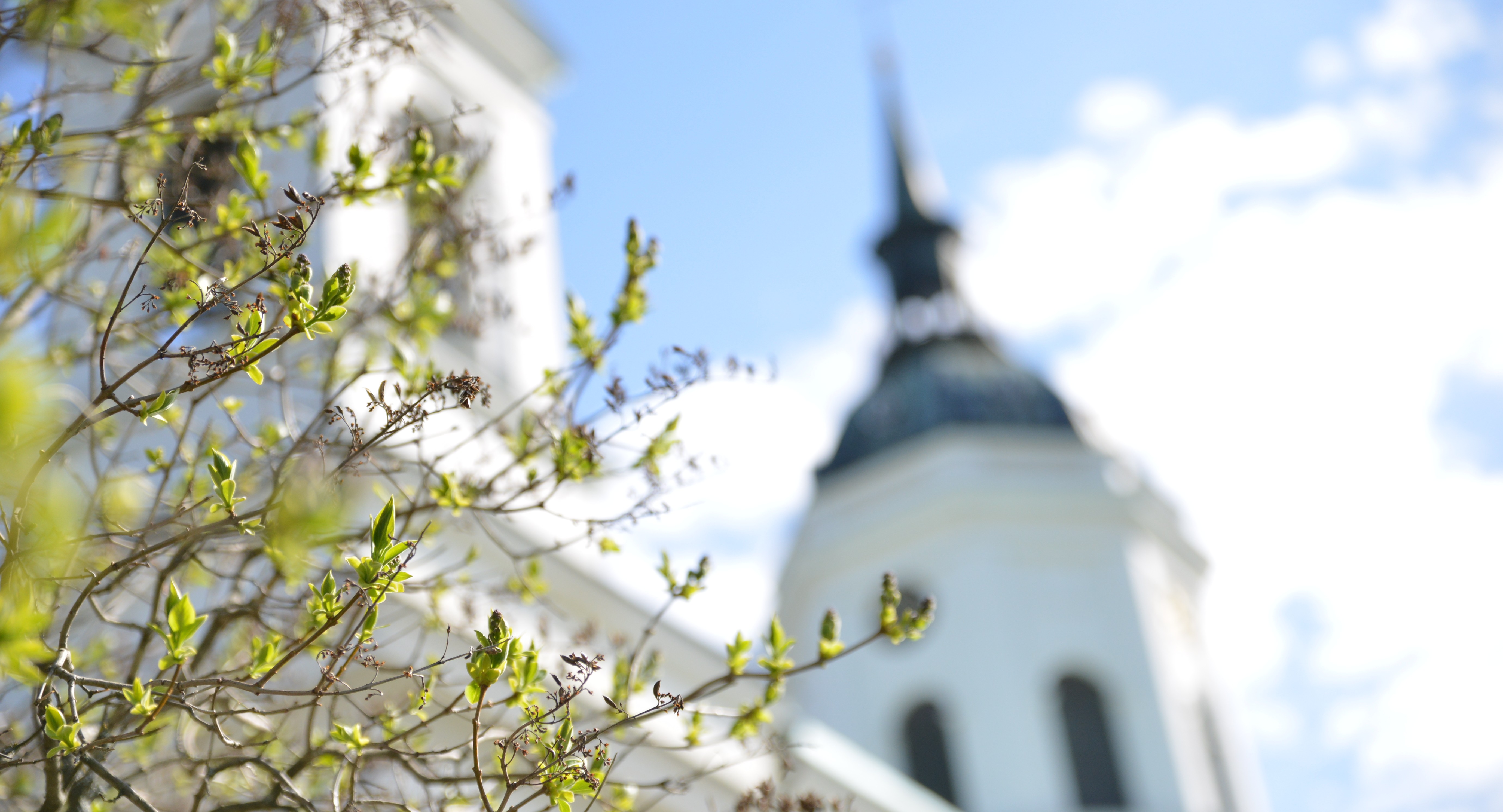 Bild tornet av Härnösands domkyrka och knoppande syrenträd