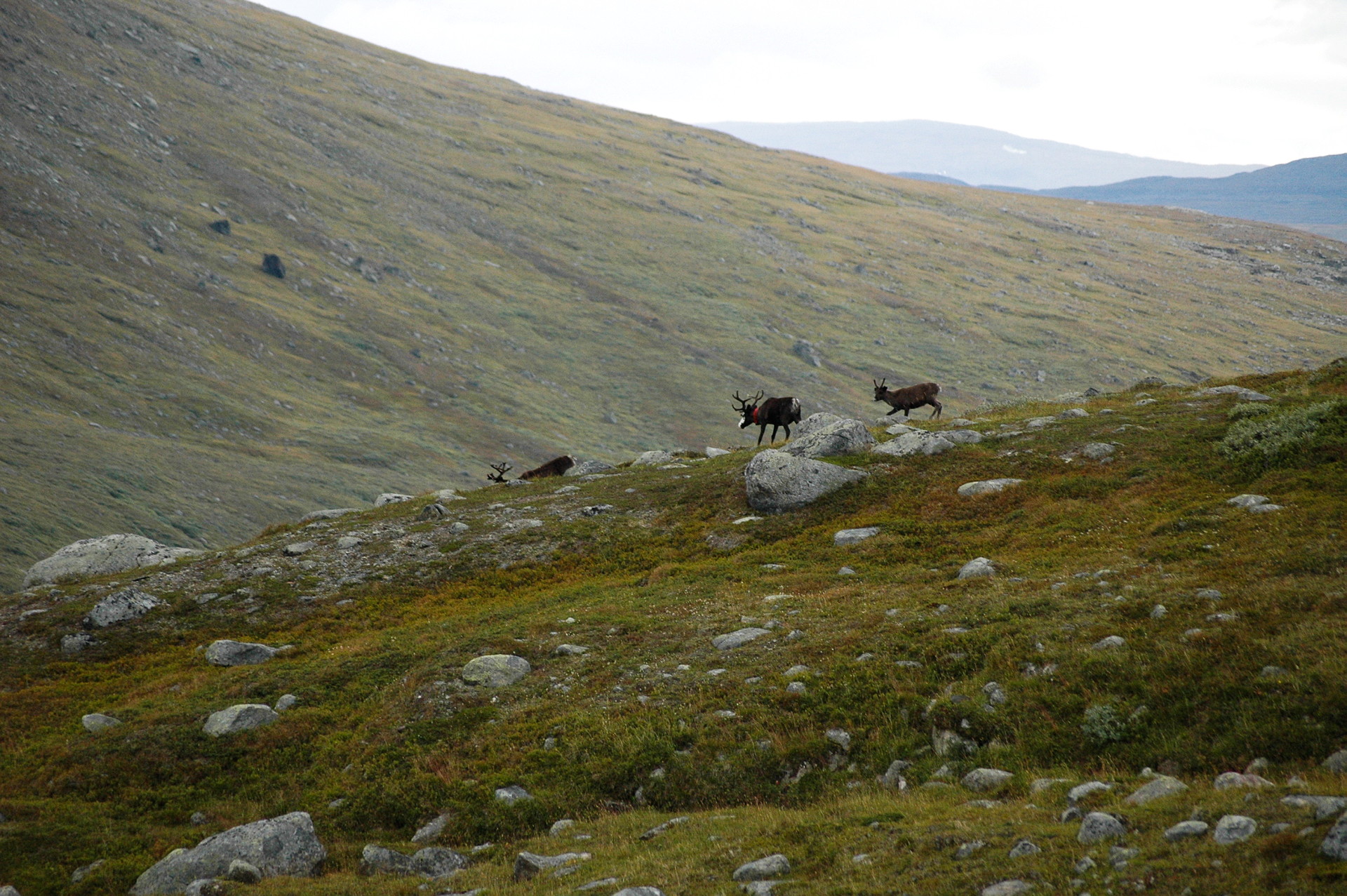 Renar på fjället.