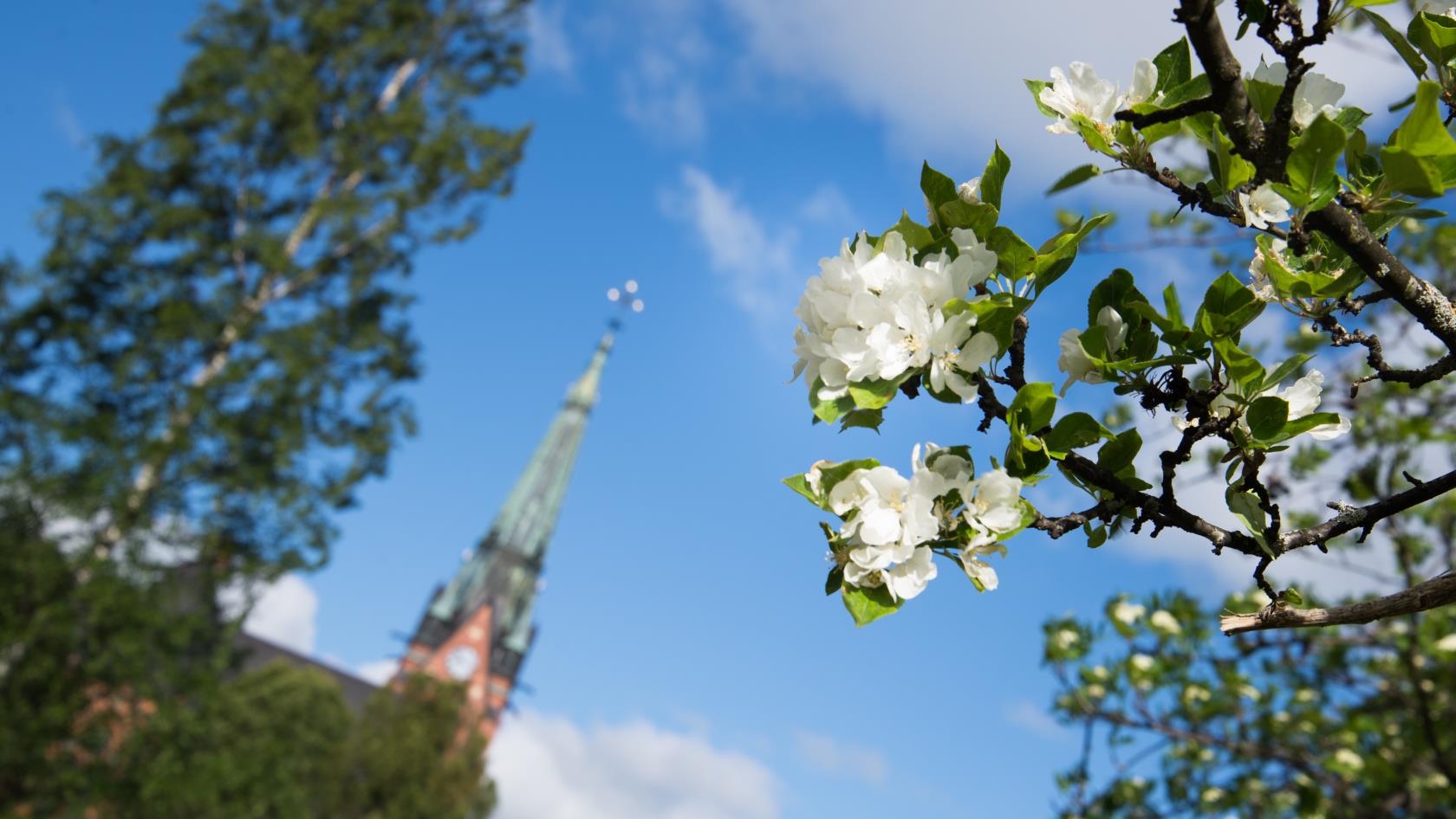 Bild på Umeå stads kyrka