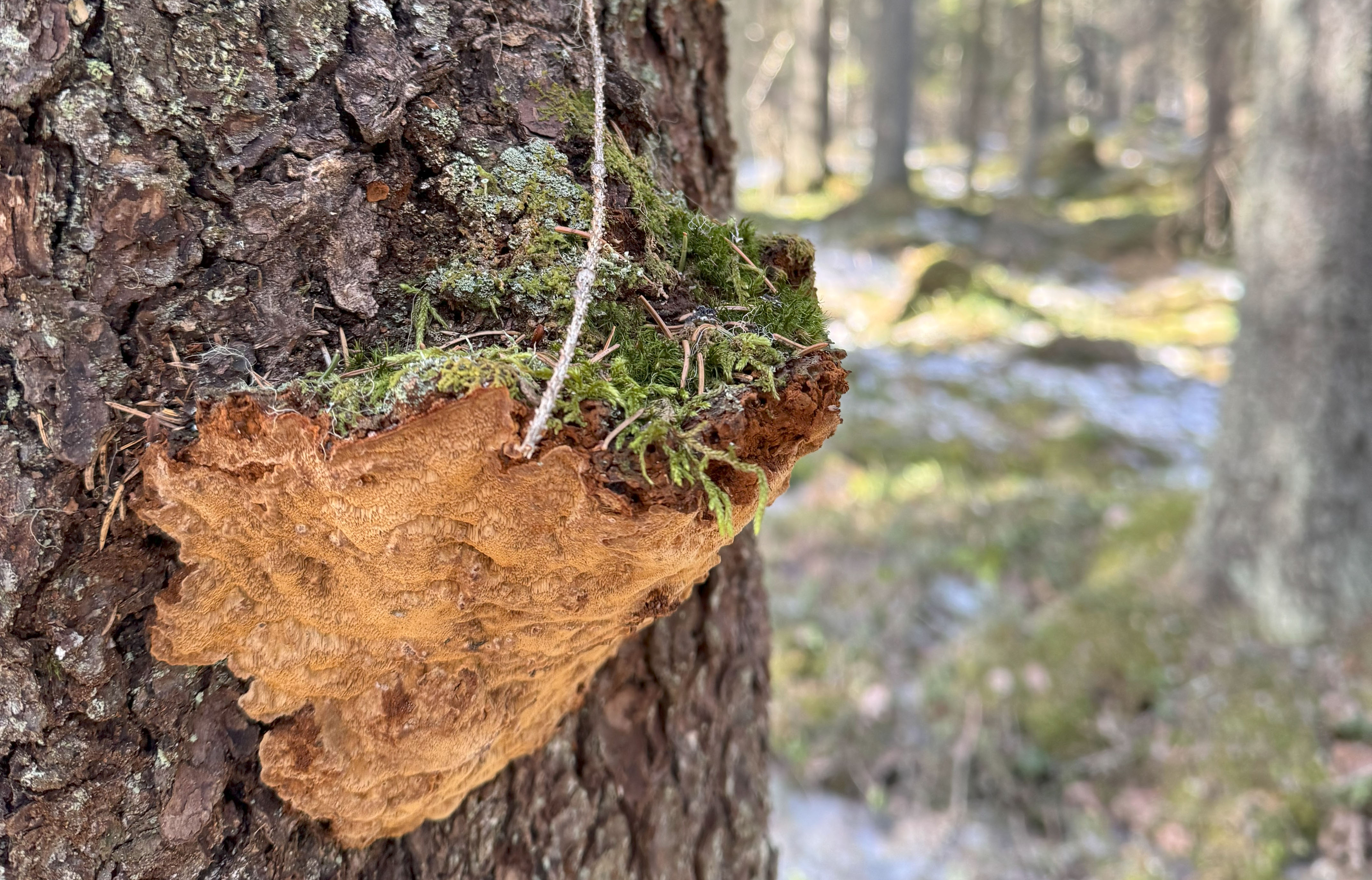 Bild på granticka i skogen