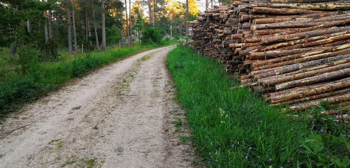 Svenskt skogsbruk är just nu i fokus för granskning. Avverkningsmetoder diskuteras kopplat till biologisk mångfald och andra naturvärden. Främst är det trakthyggesbruket som granskas. Metoden används allmänt i svenskt skogsbruk och så även i Visby stifts skogar. Har du frågor eller synpunkter som rör vårt skogsbruk – hör av dig till oss.
