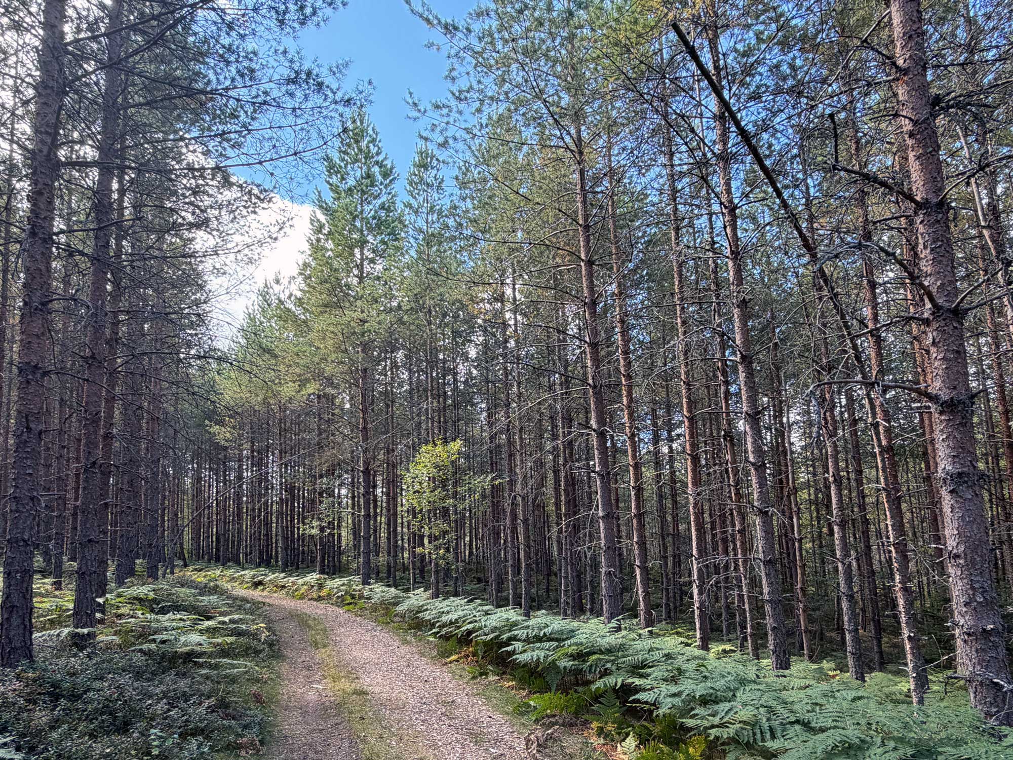 Ung tallskog