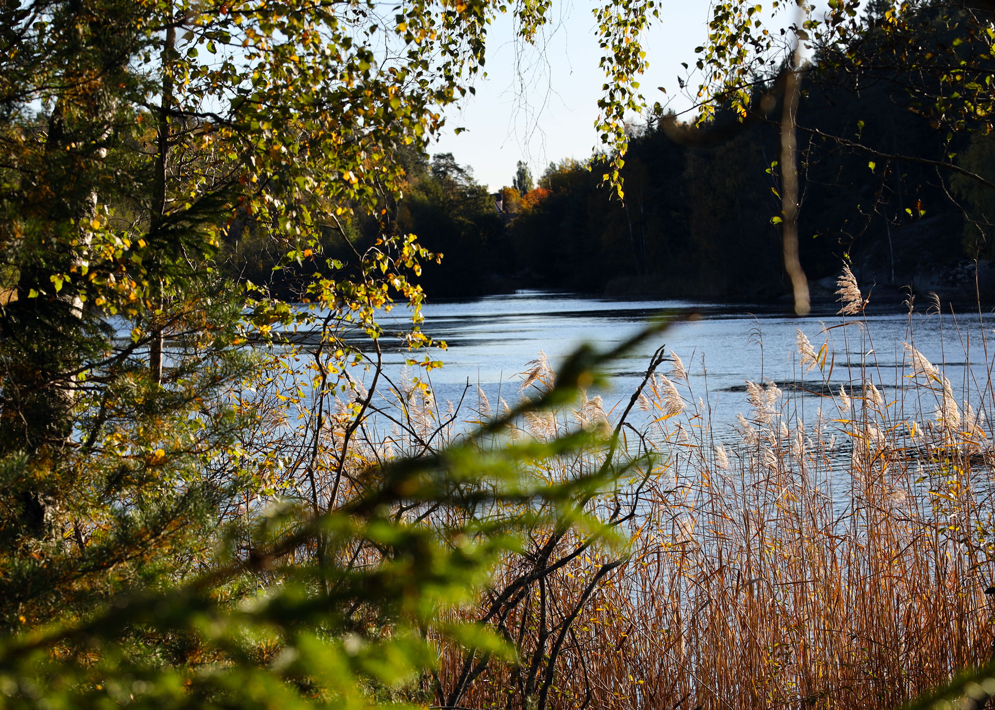 Vattenbryn med skog i bakgrunden