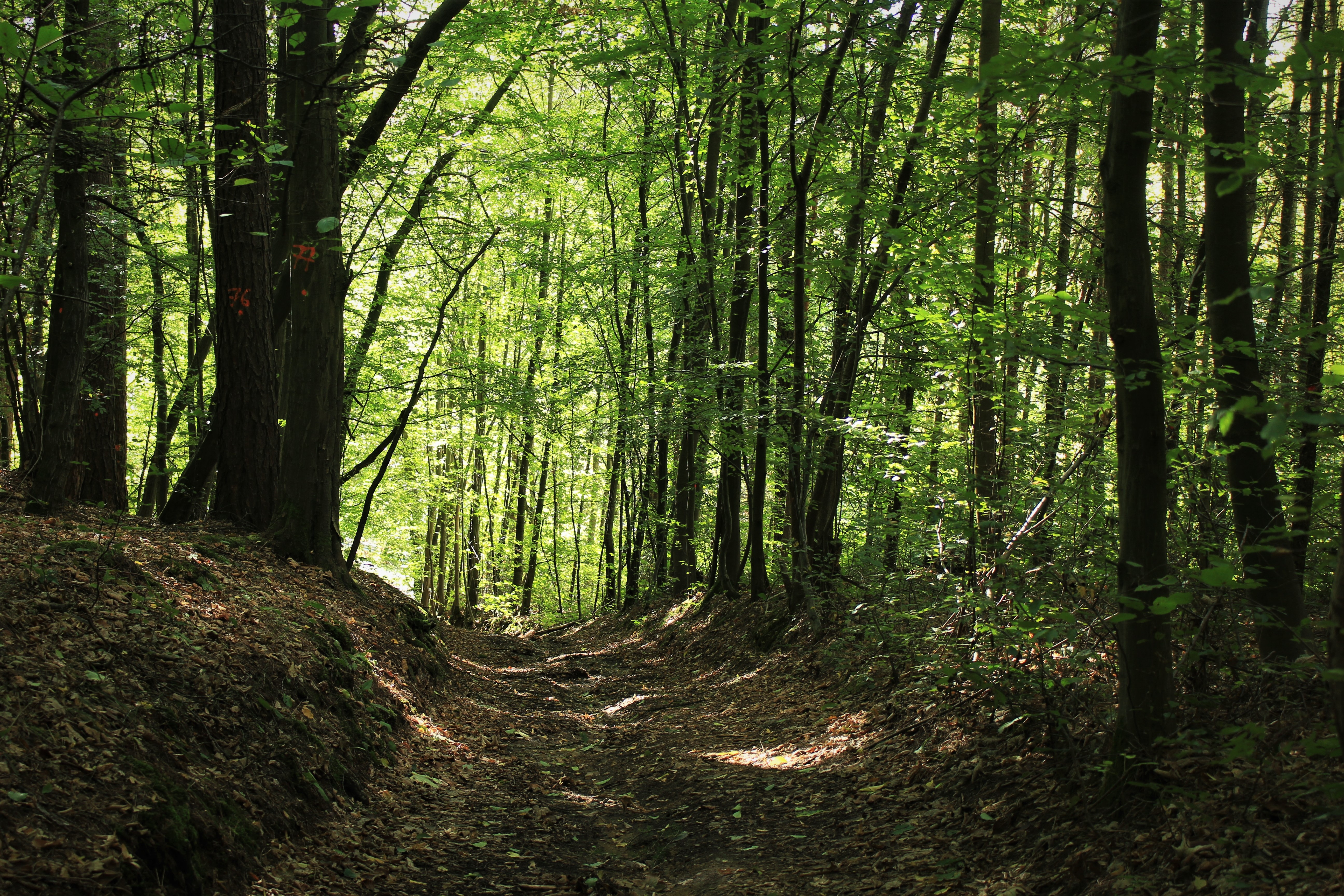 Lövskog