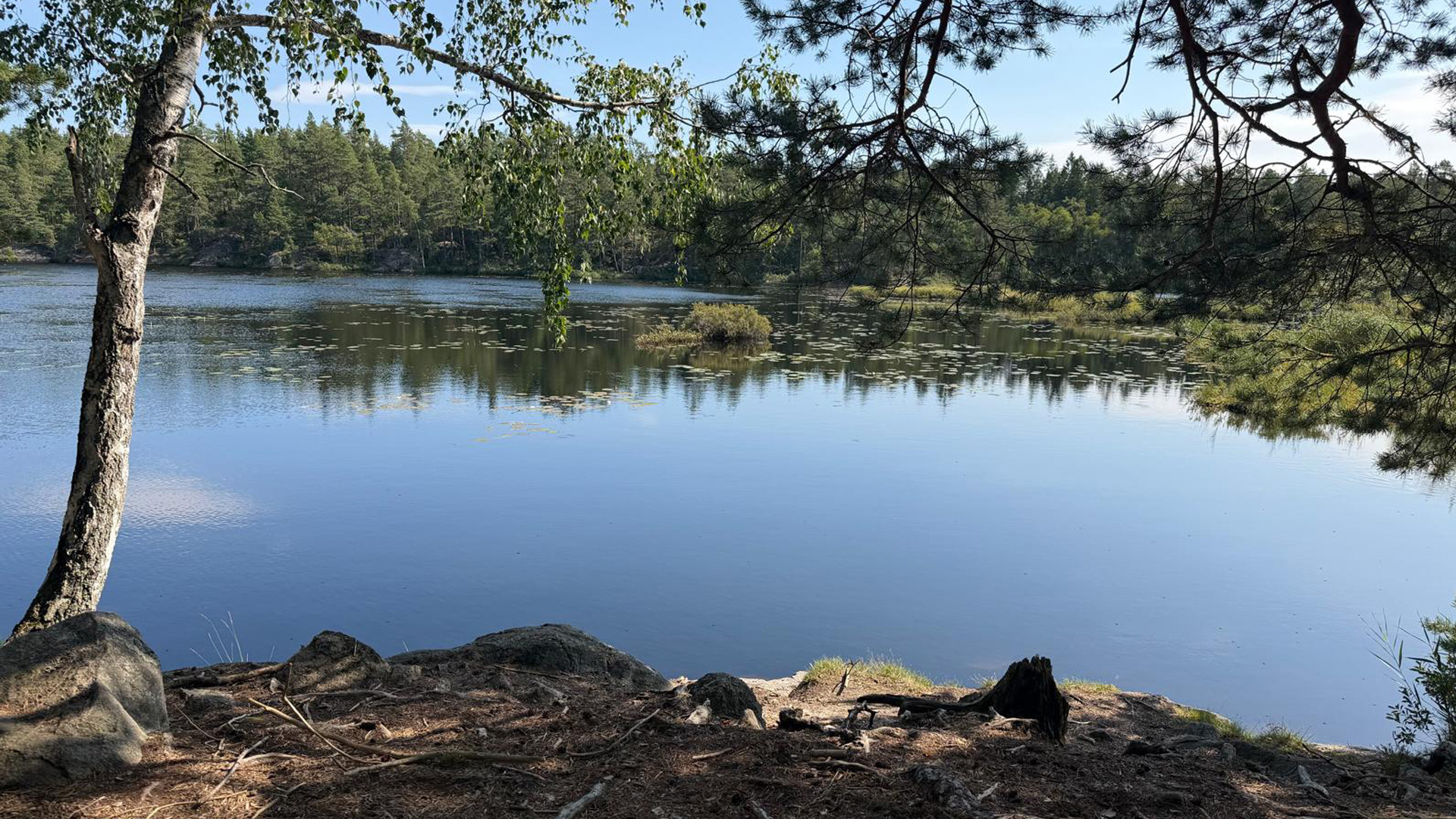 Drevviken
