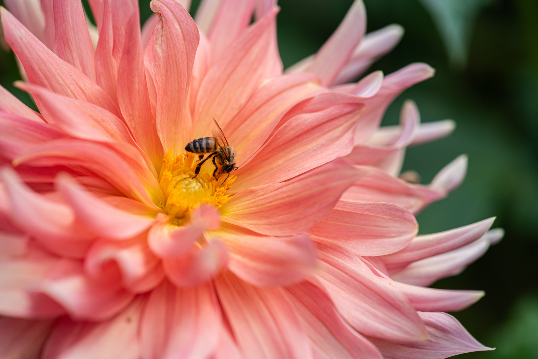 En dahlia i närbild