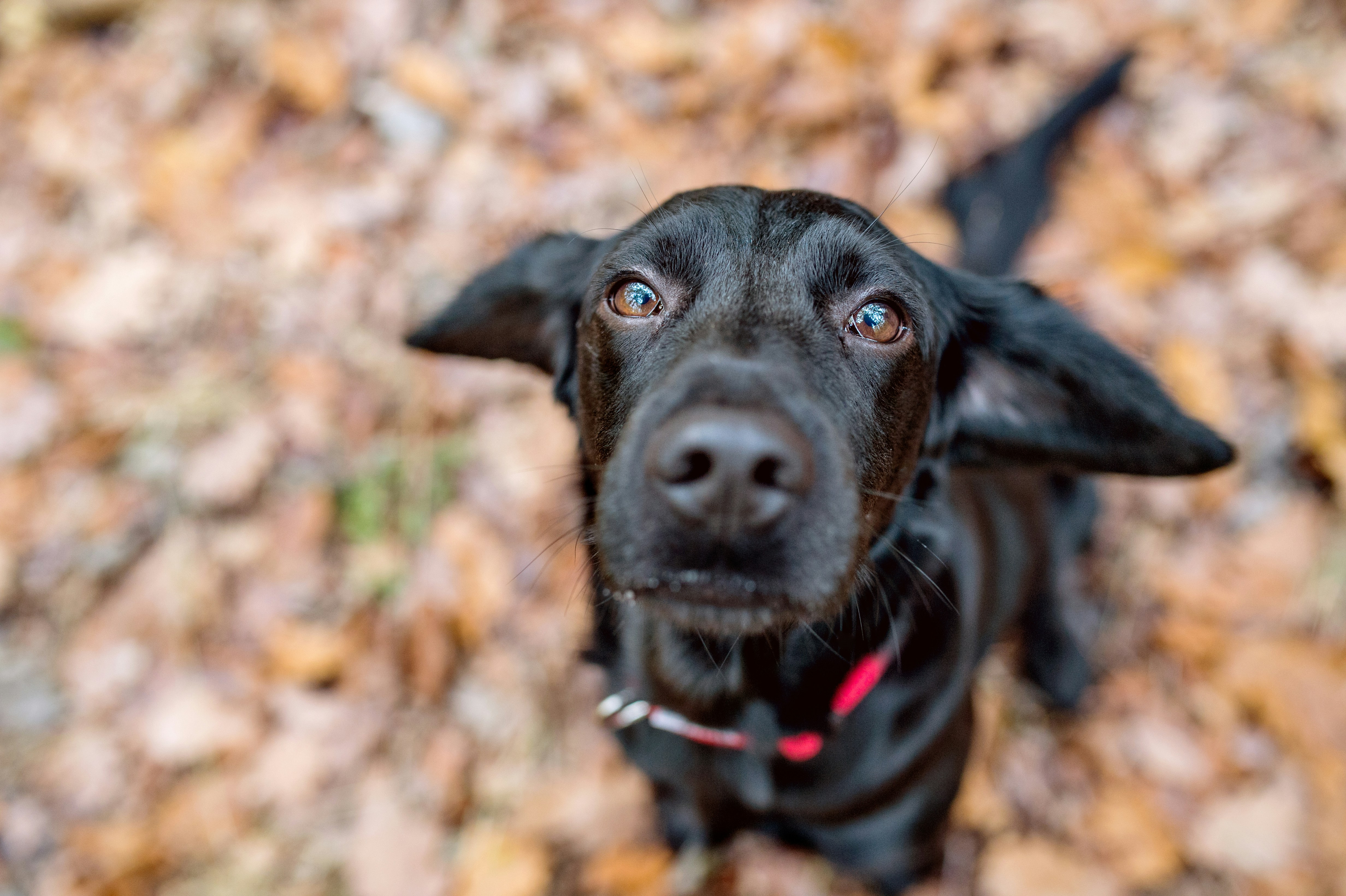 Hund som sitter i höstlöv