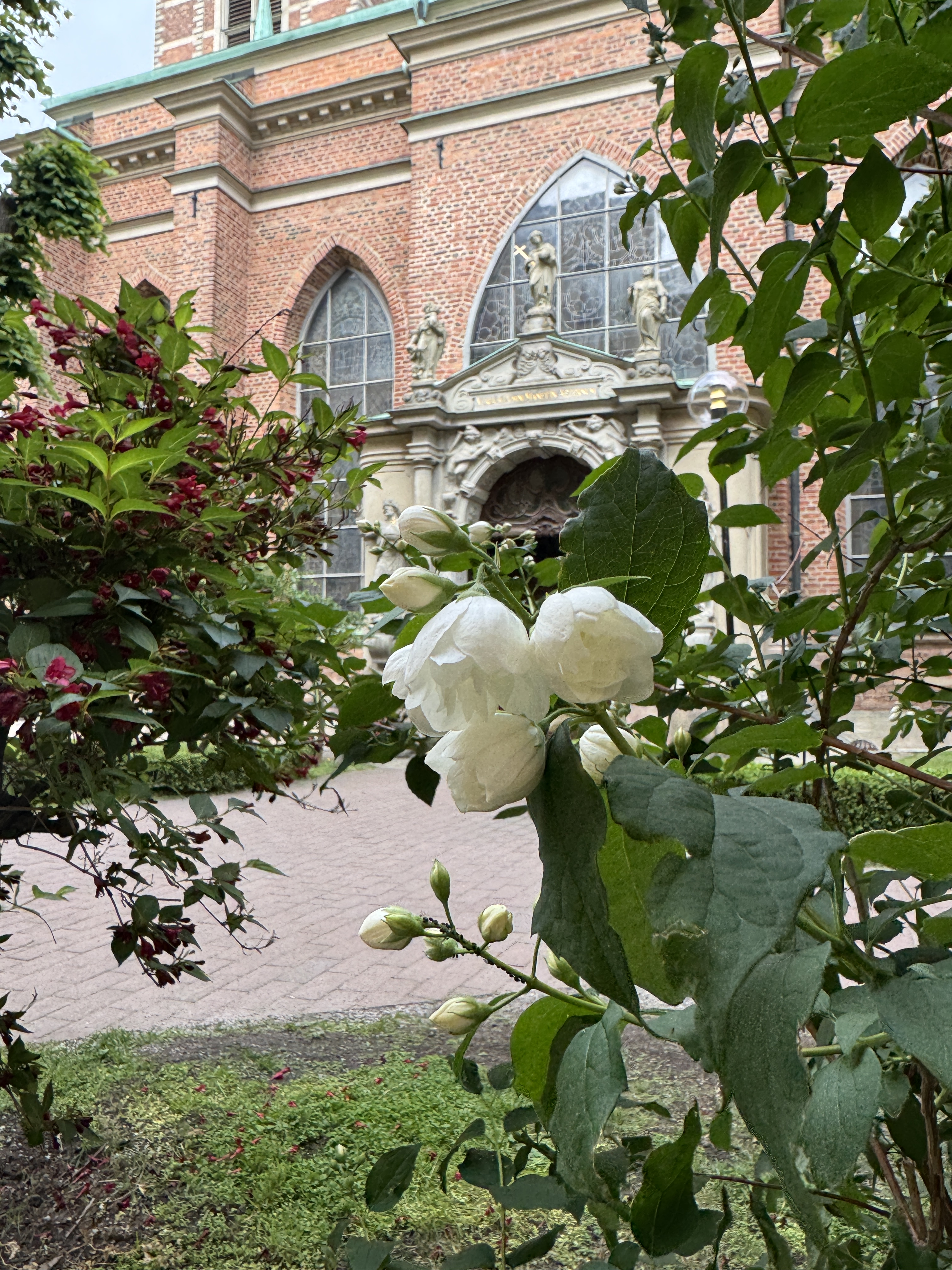 Rosen im Kirchgarten