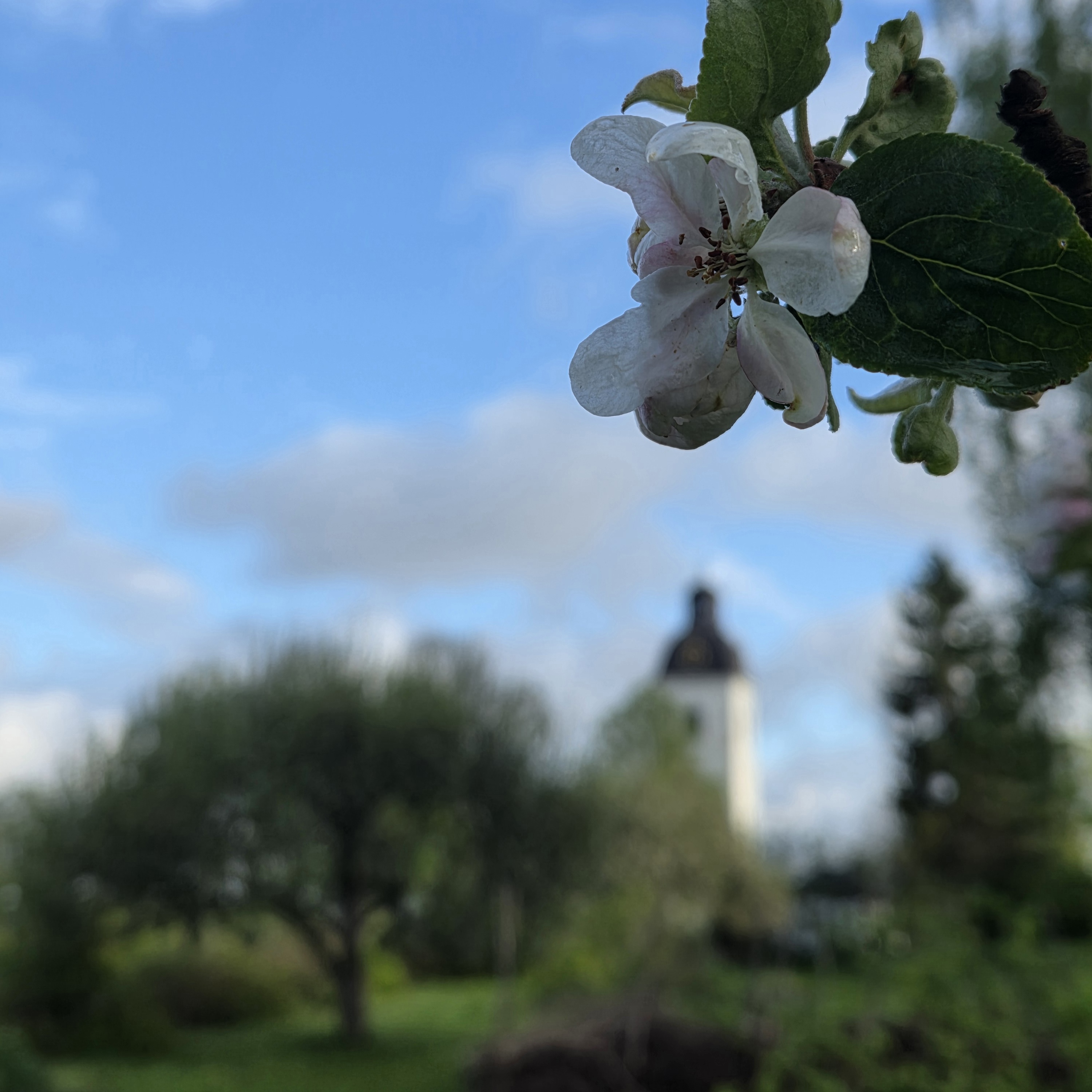 Kyrkan & äppelblom