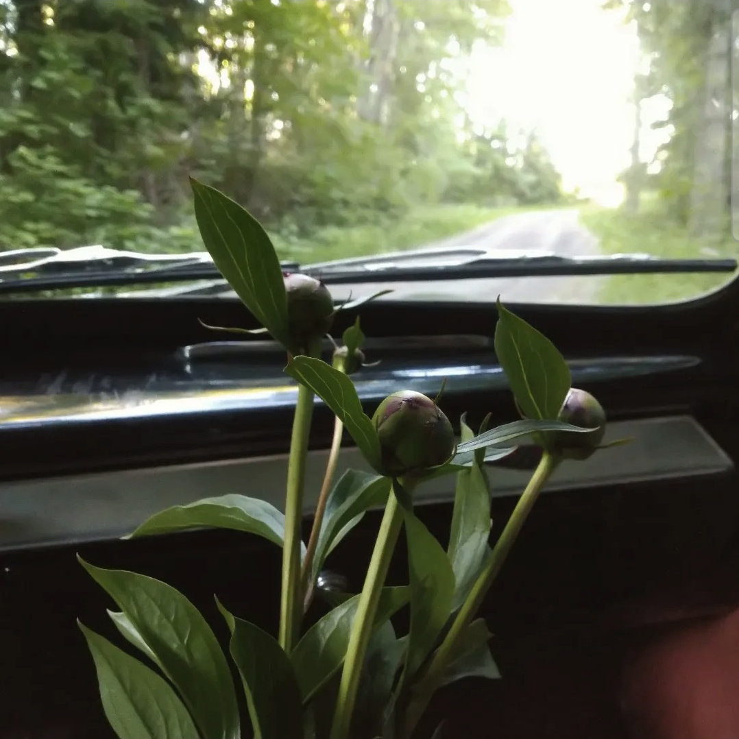 Blommor för längesedan