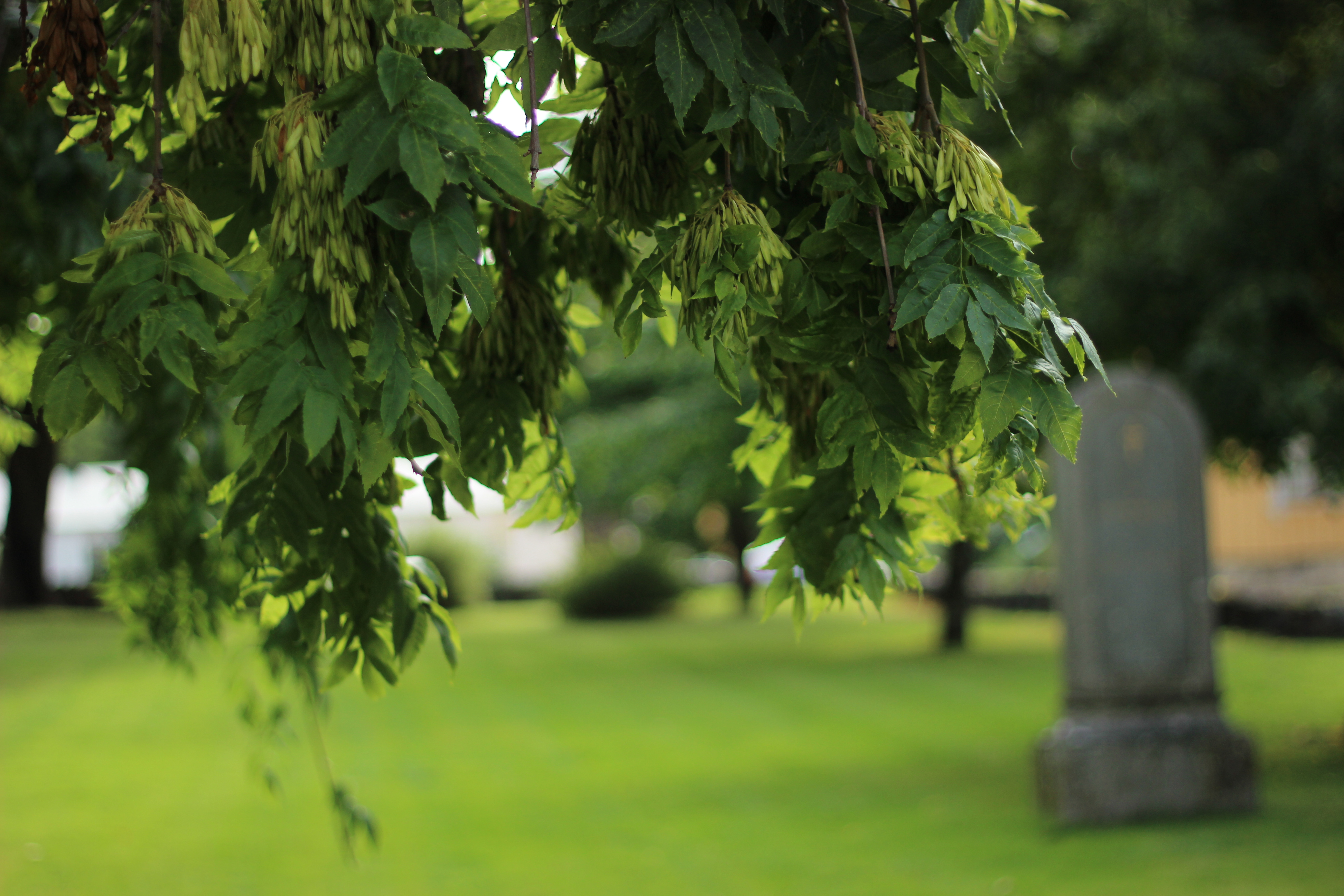 Grönskande kyrkogård. Gren från pilträd i förgrunden, gräsmatta och stor gravsten i bakgrunden.