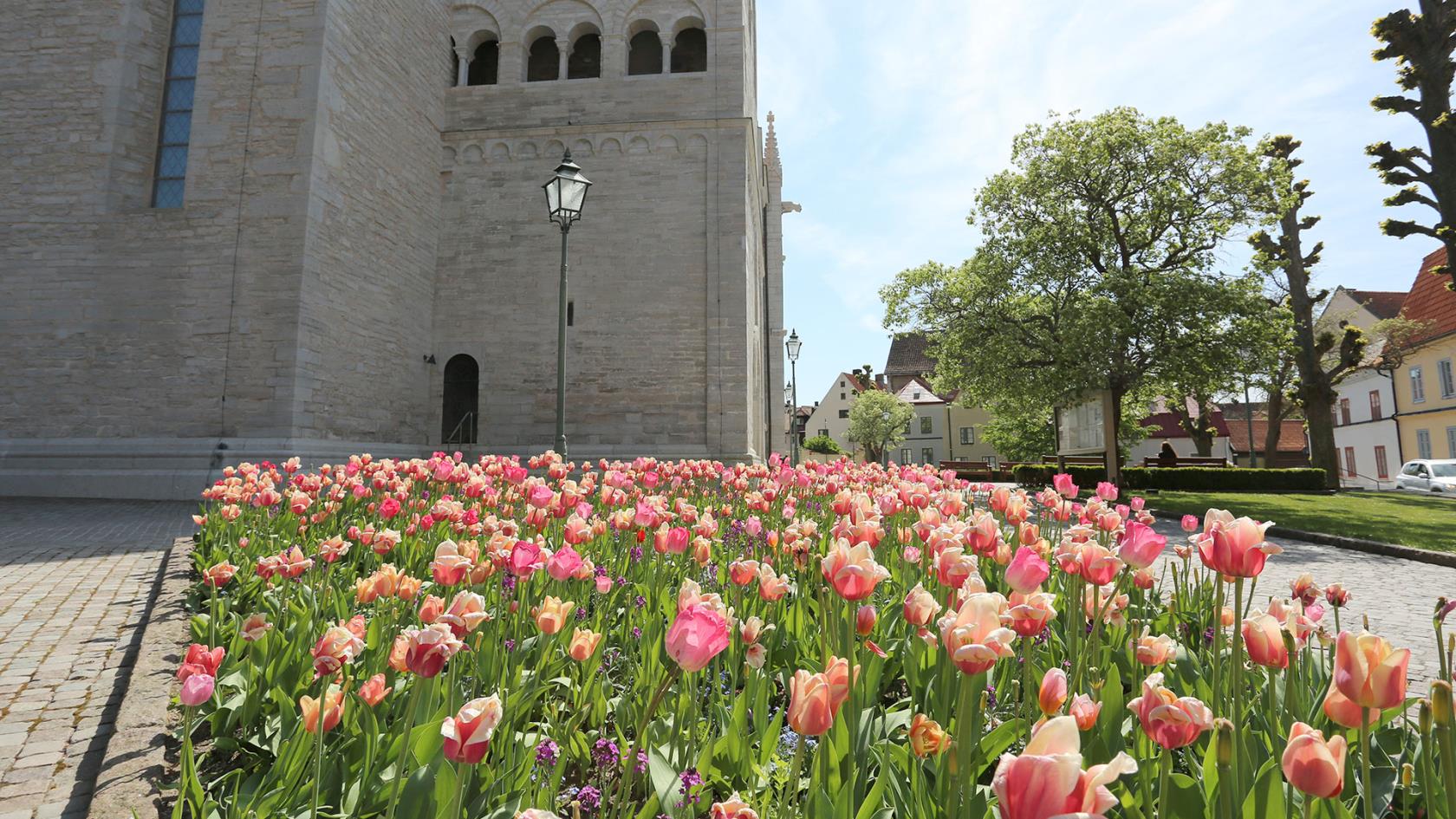 Tulpaner utanför Visby domkyrka.