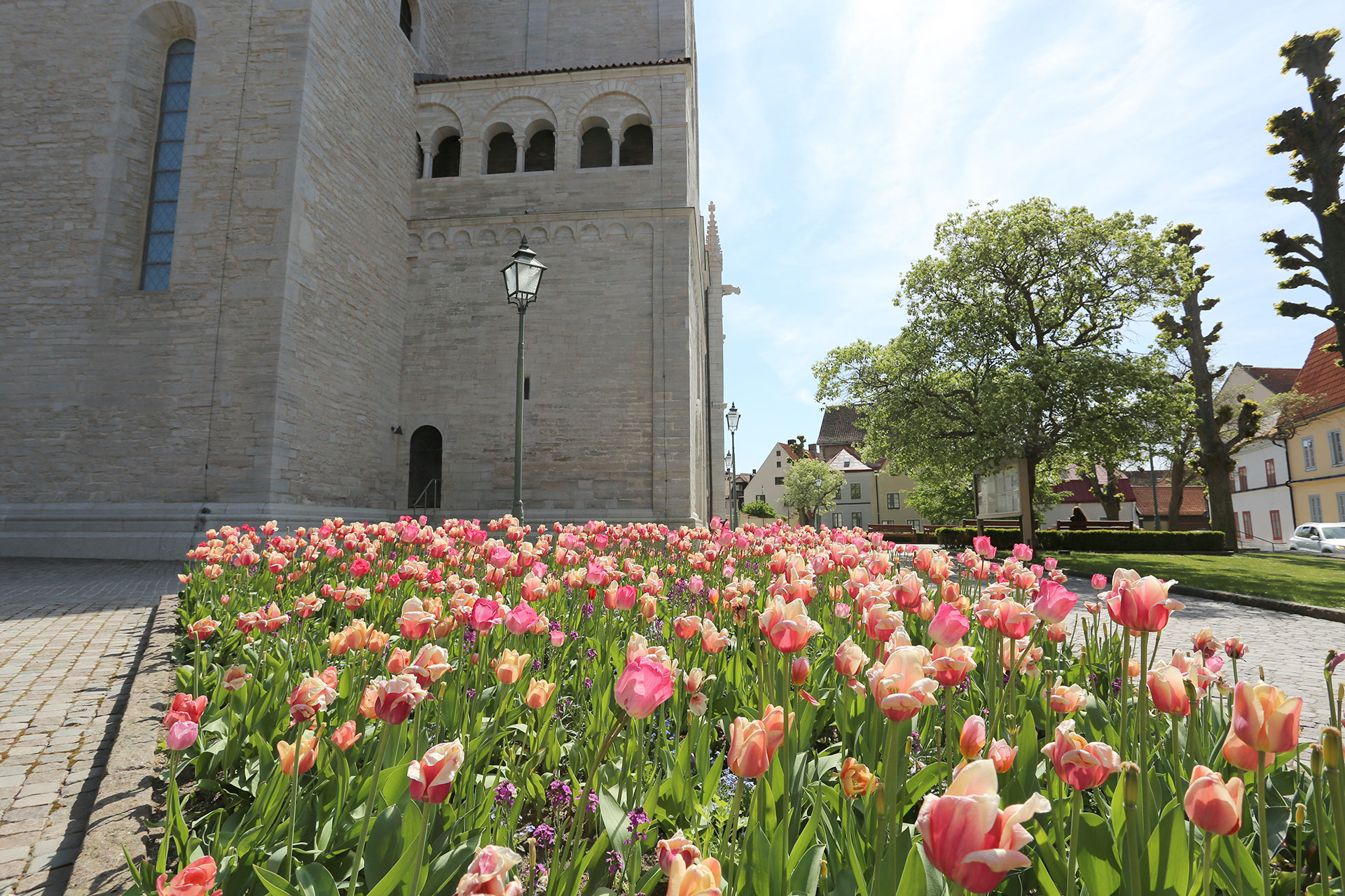 Tulpaner utanför Visby domkyrka.