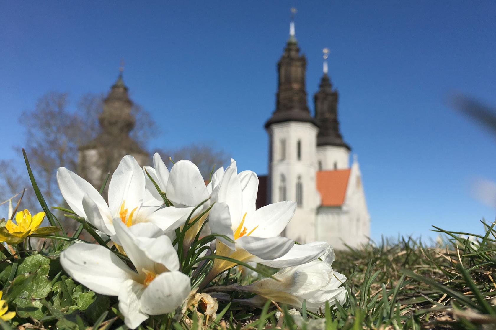 Blommande krokus på Kyrkberget ovanför Visby domkyrka.