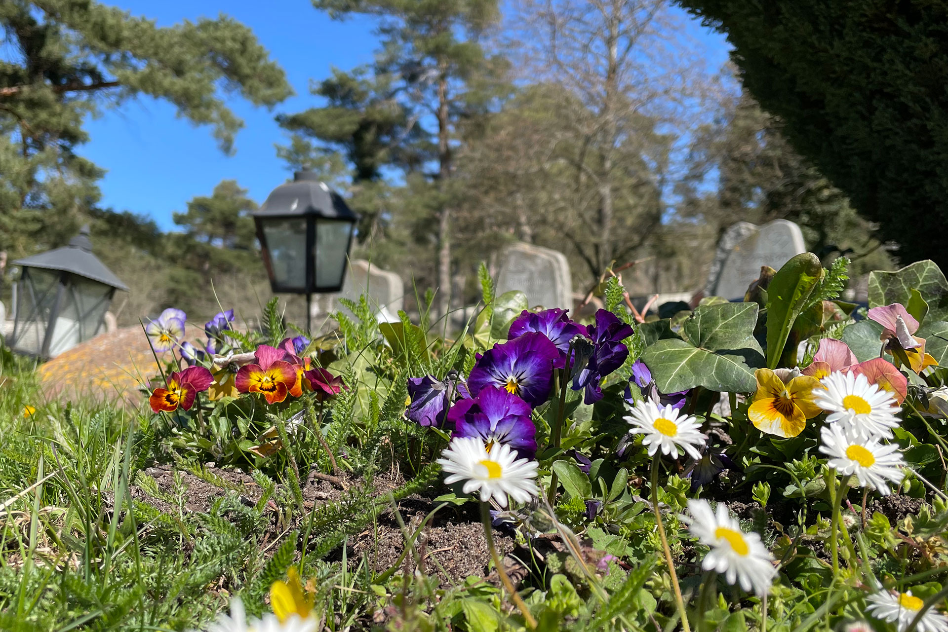 Vårblommor i närbild en solig dag med gravstenar och kors i bakgrunden.