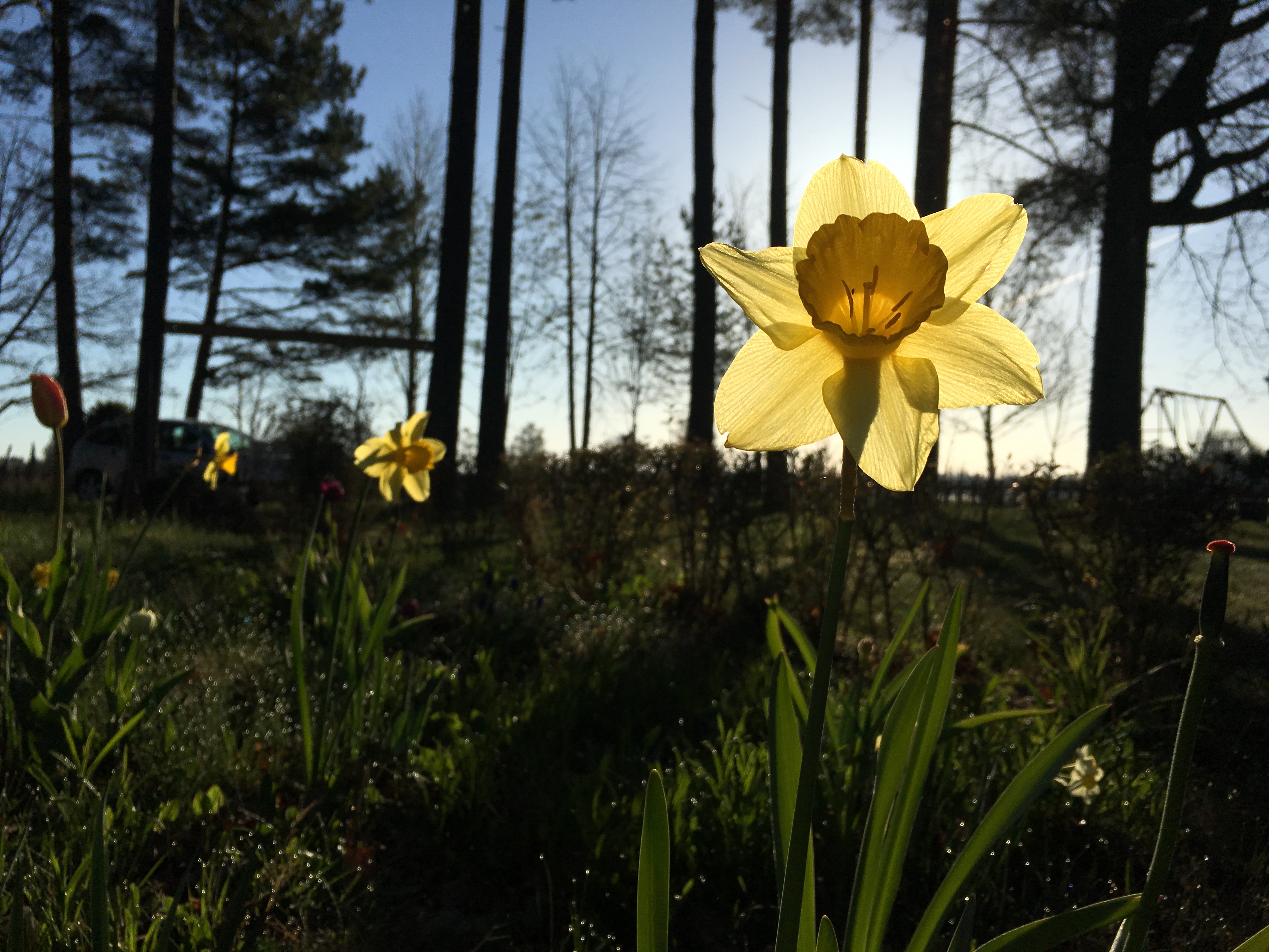 Påsklilja i motljus