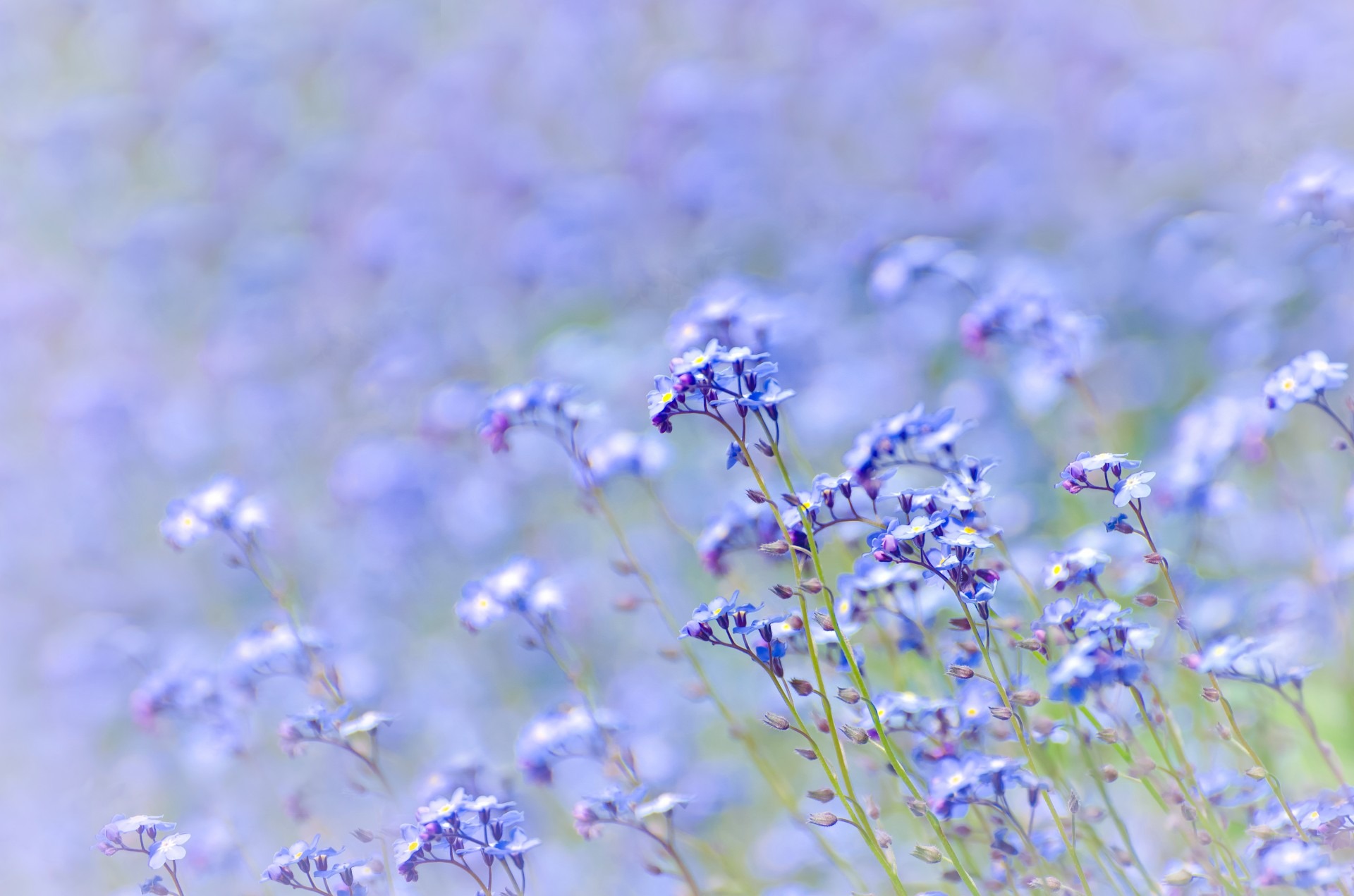 Fält med blommande förgätmigej