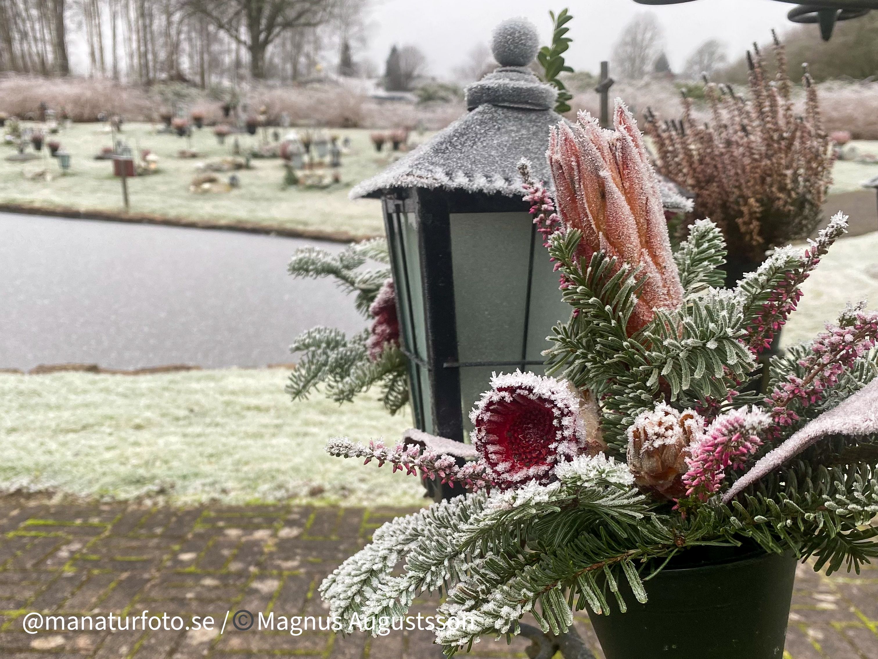 Gravlykta täckt av frost.