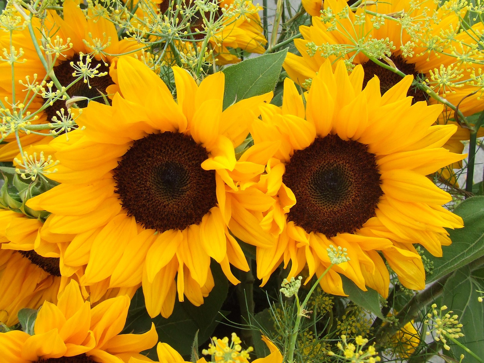 solros