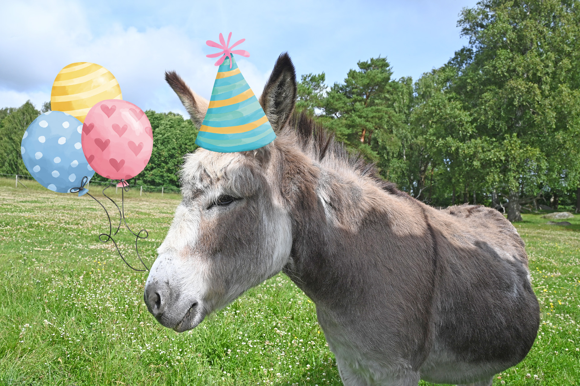 Åsna som står på äng med tecknad partyhatt och ballonger