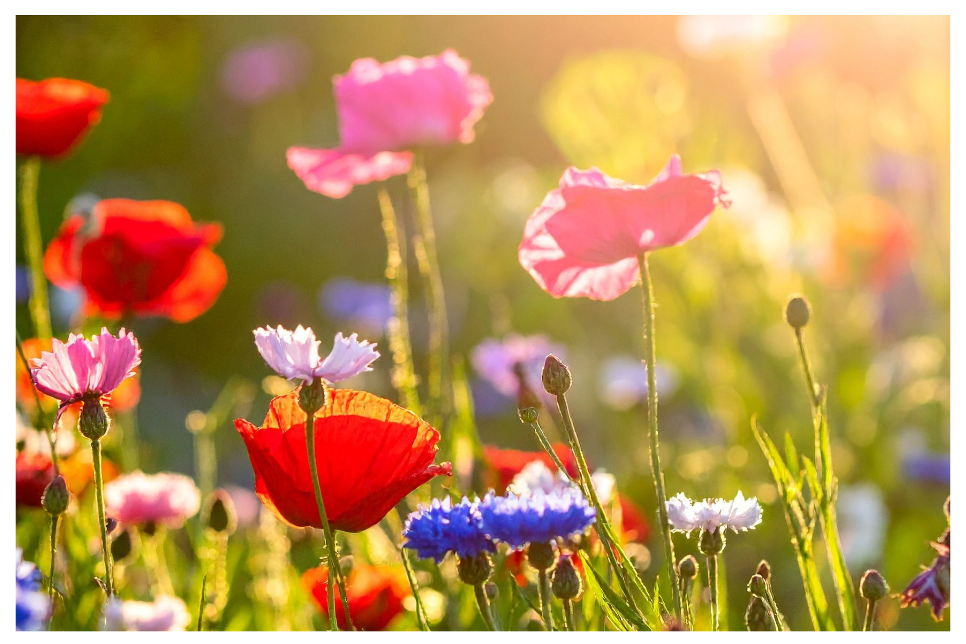 Sommarblommor: Vallmo och blåklint