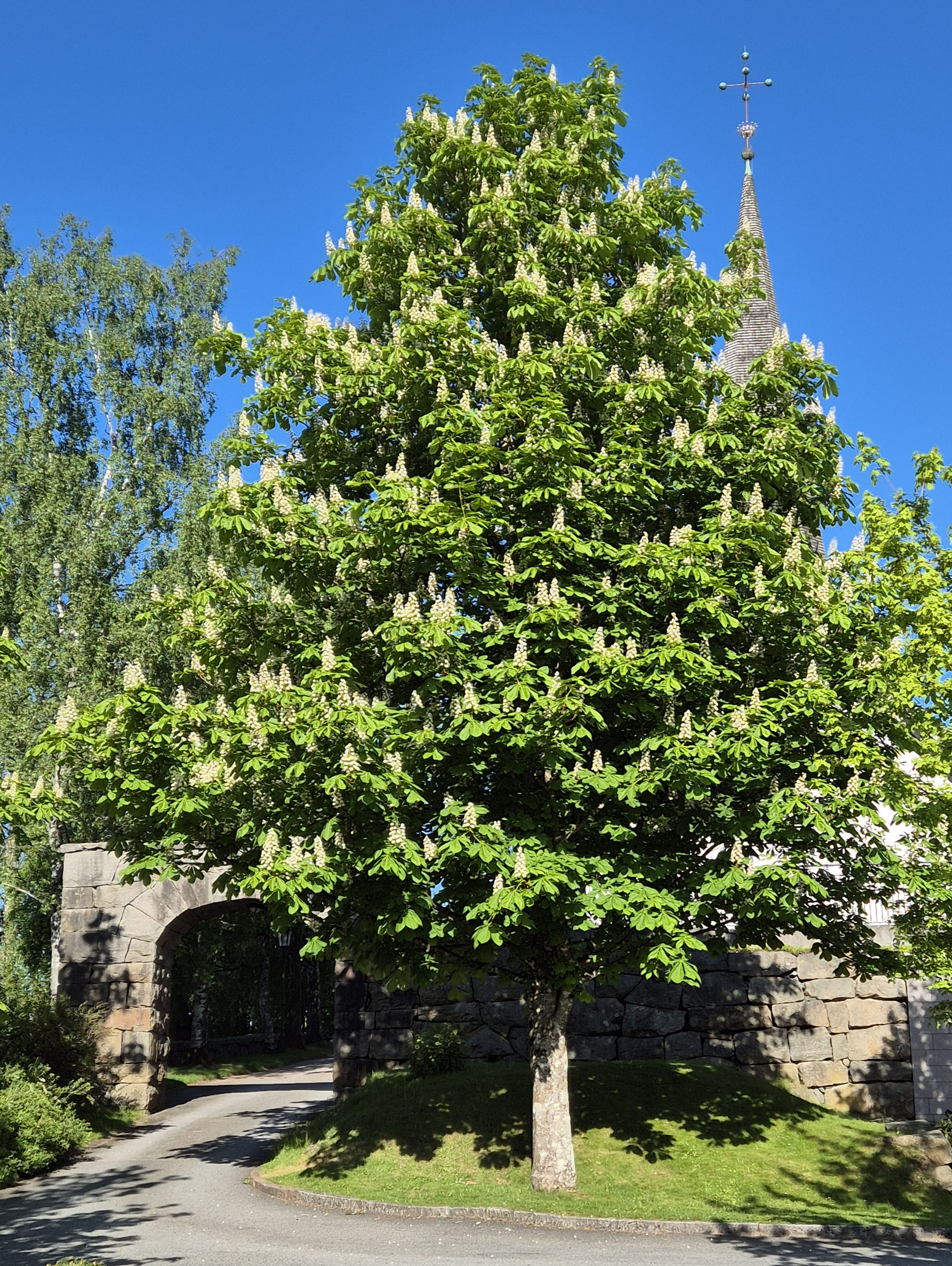 Kastanjen i full blom utanför Skene kyrka