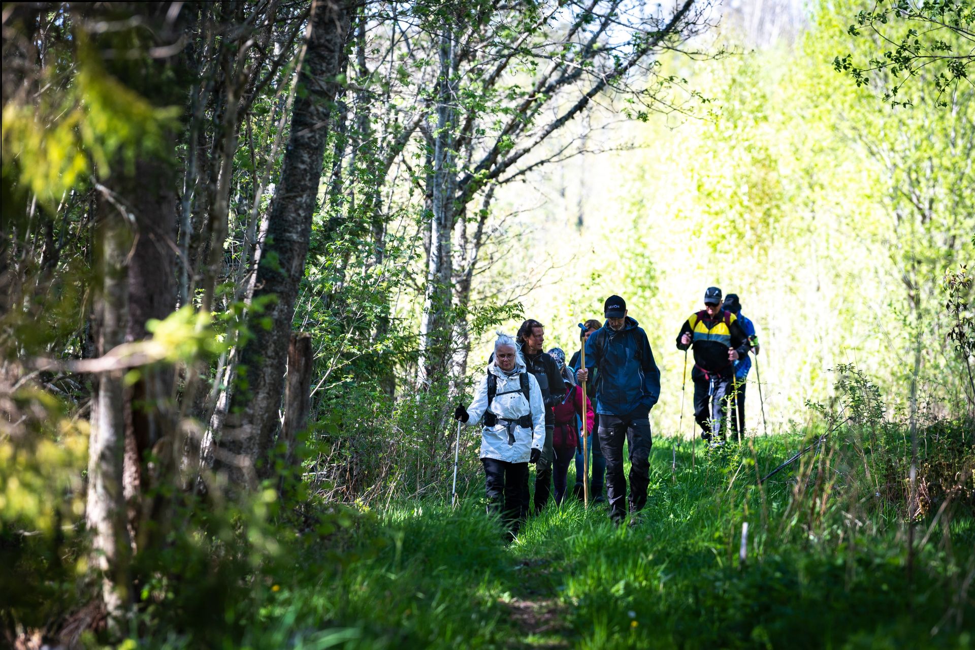 Människor som går i skogen